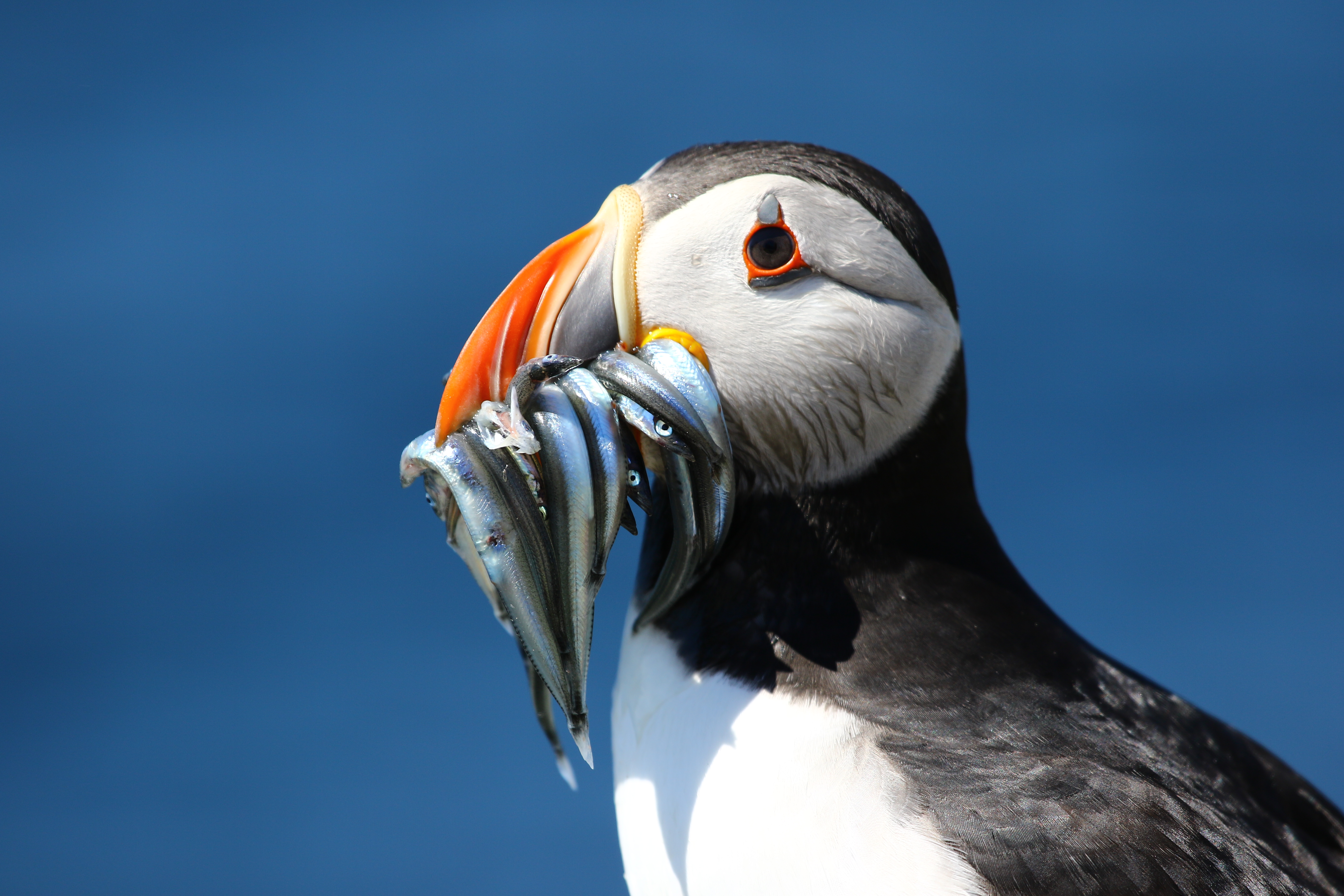 close-up-puffin