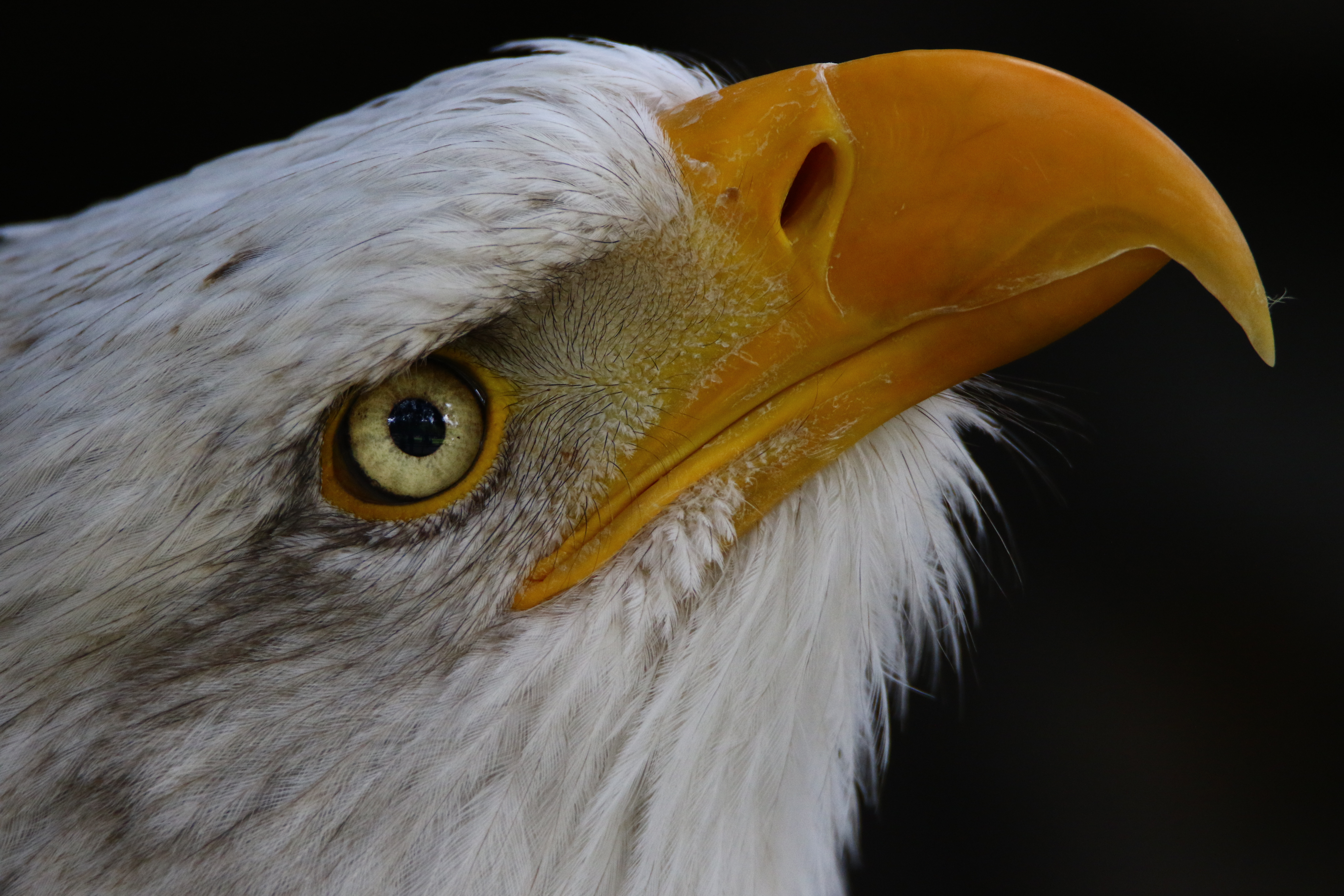 close-up-amerikaanse-zeearend