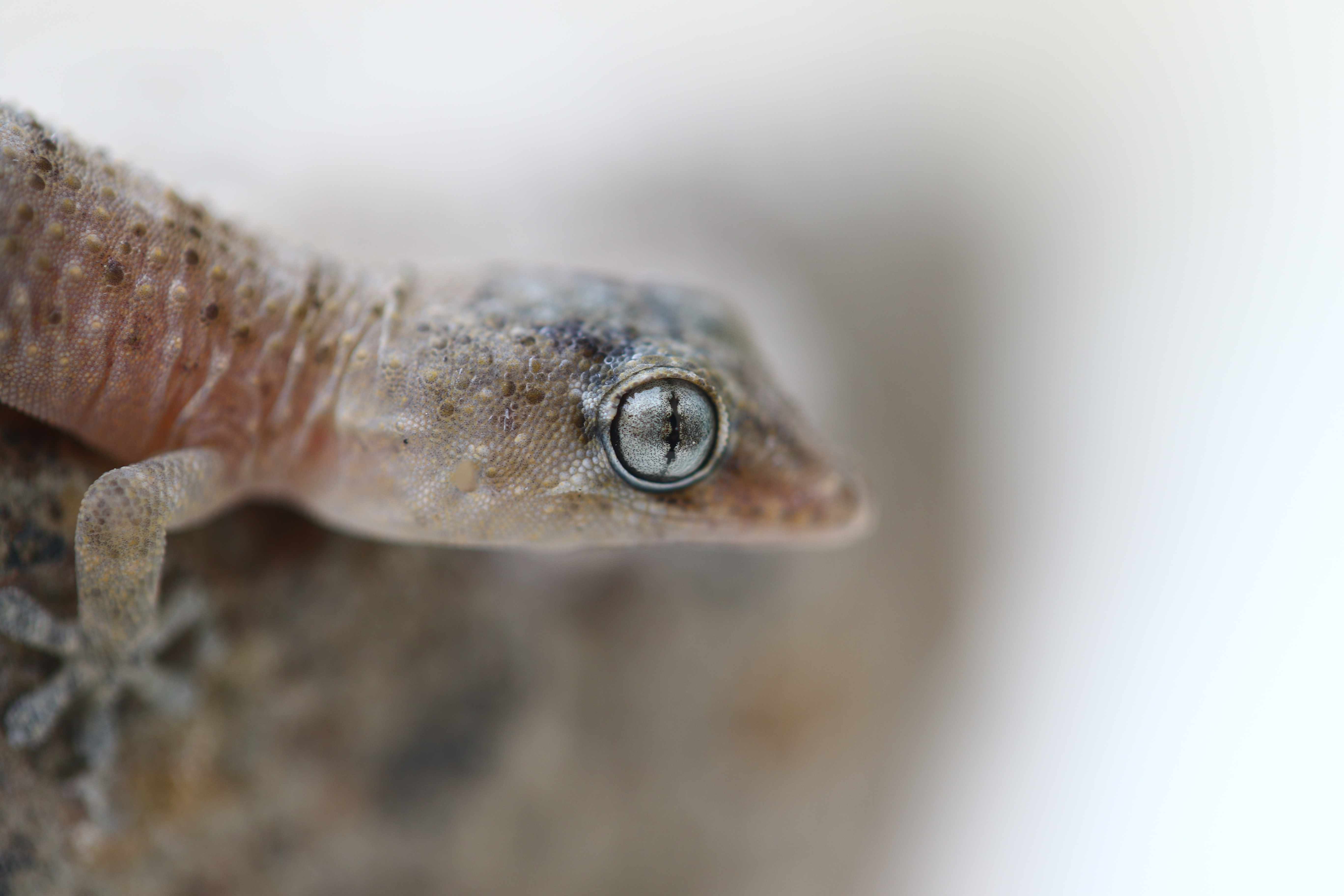 close-up-gekko