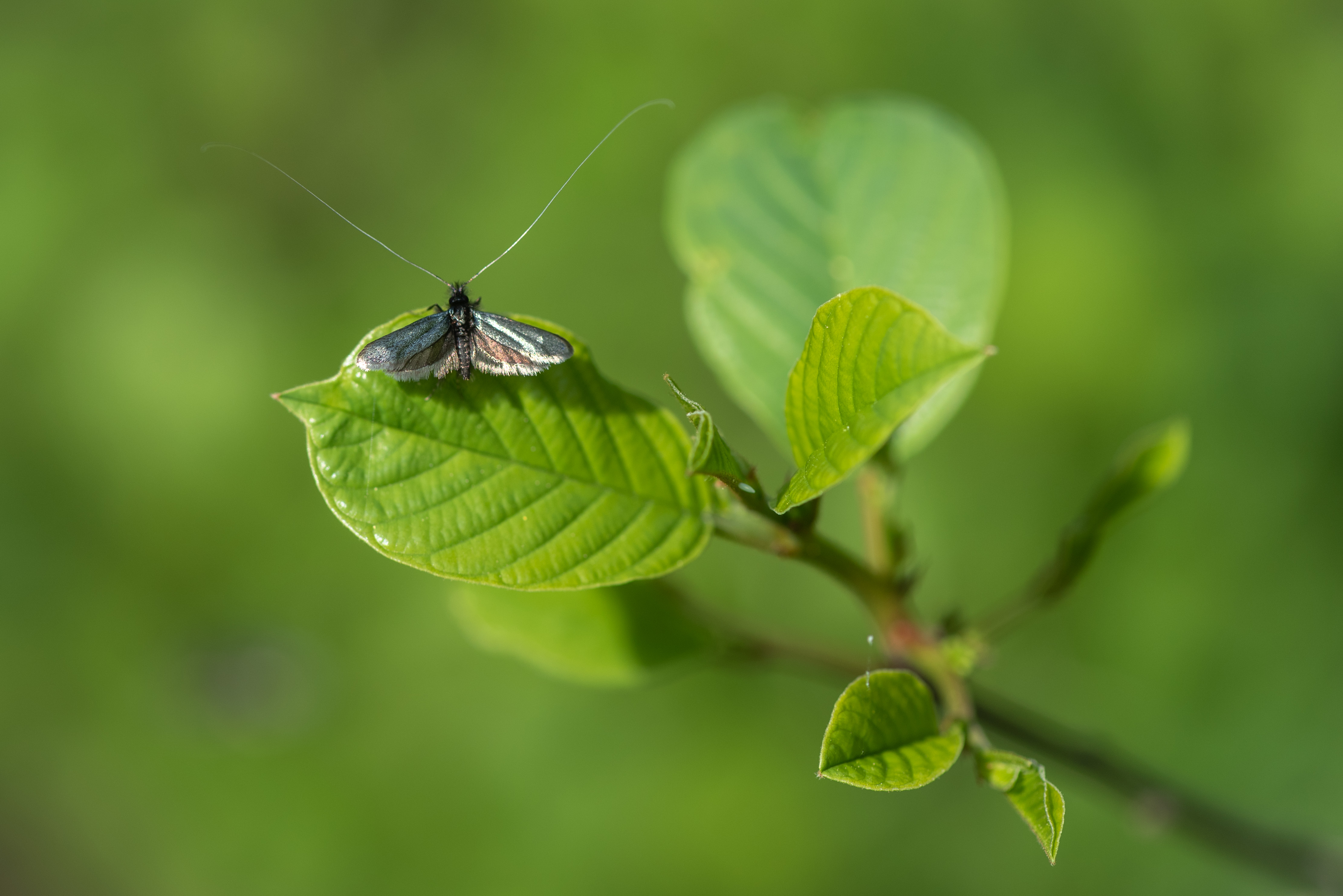 smaragdlangsprietmot