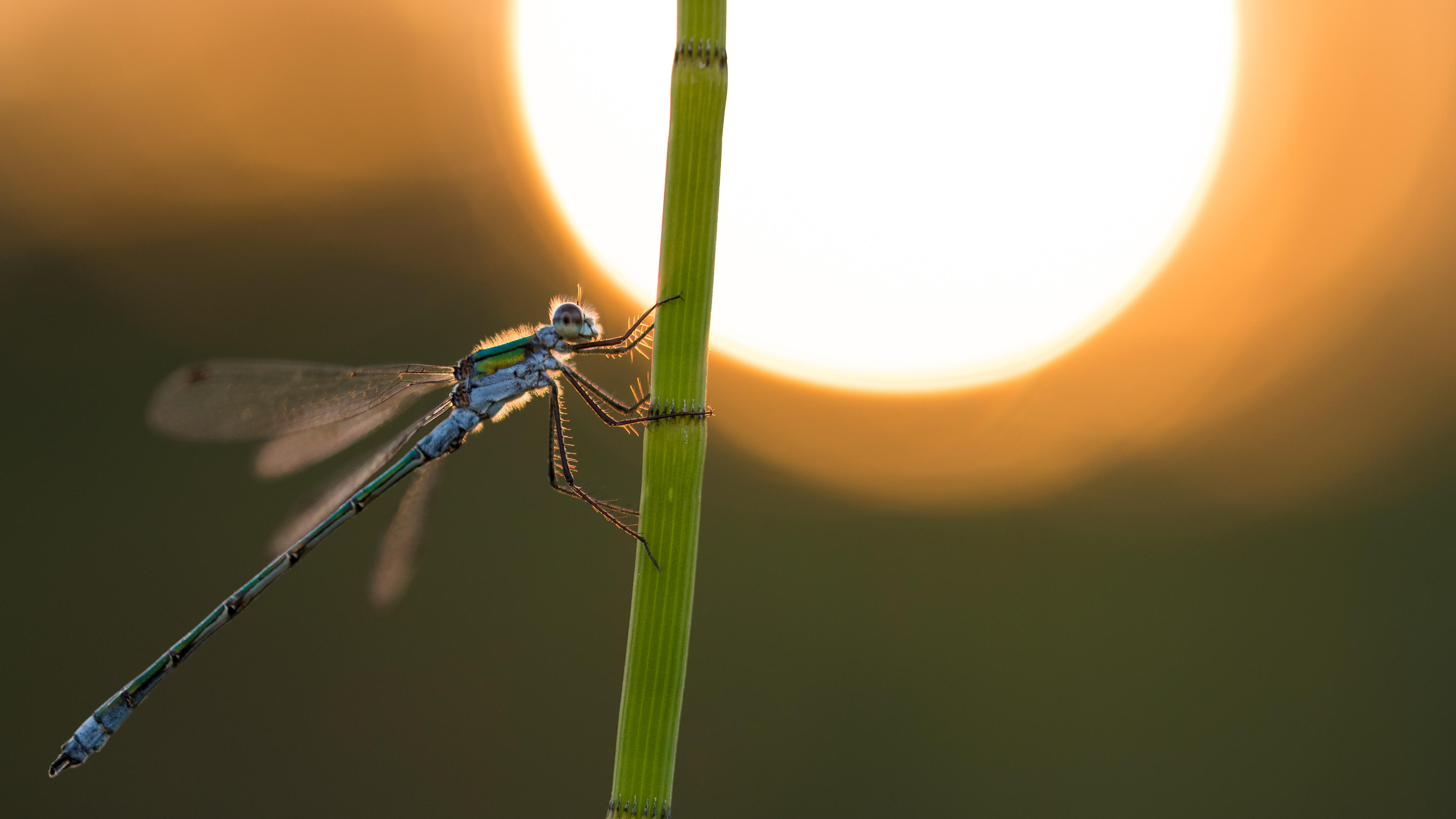 gewone-pantserjuffer-met-de-zon