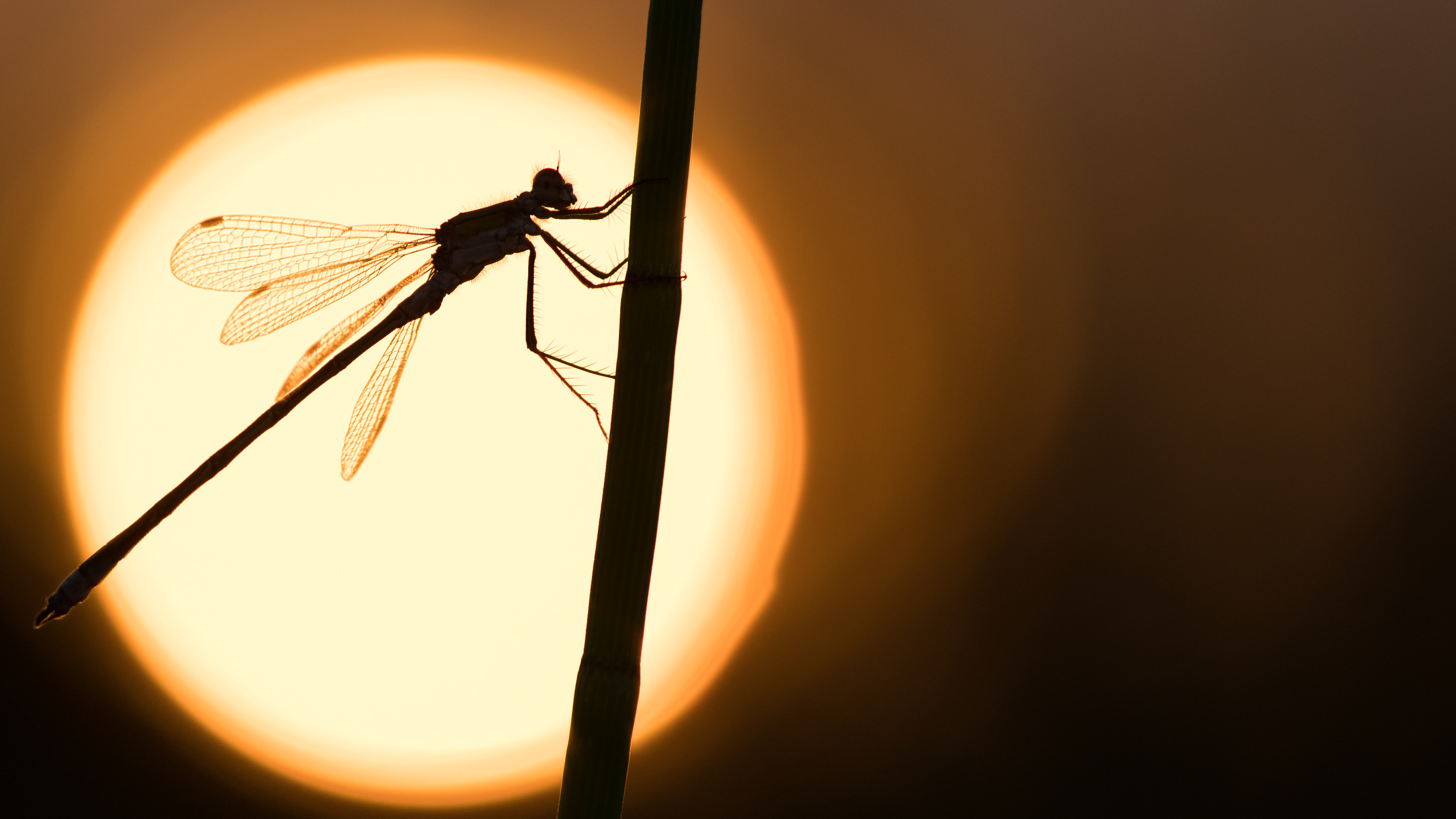 gewone-pantserjuffer-in-het-zonnetje