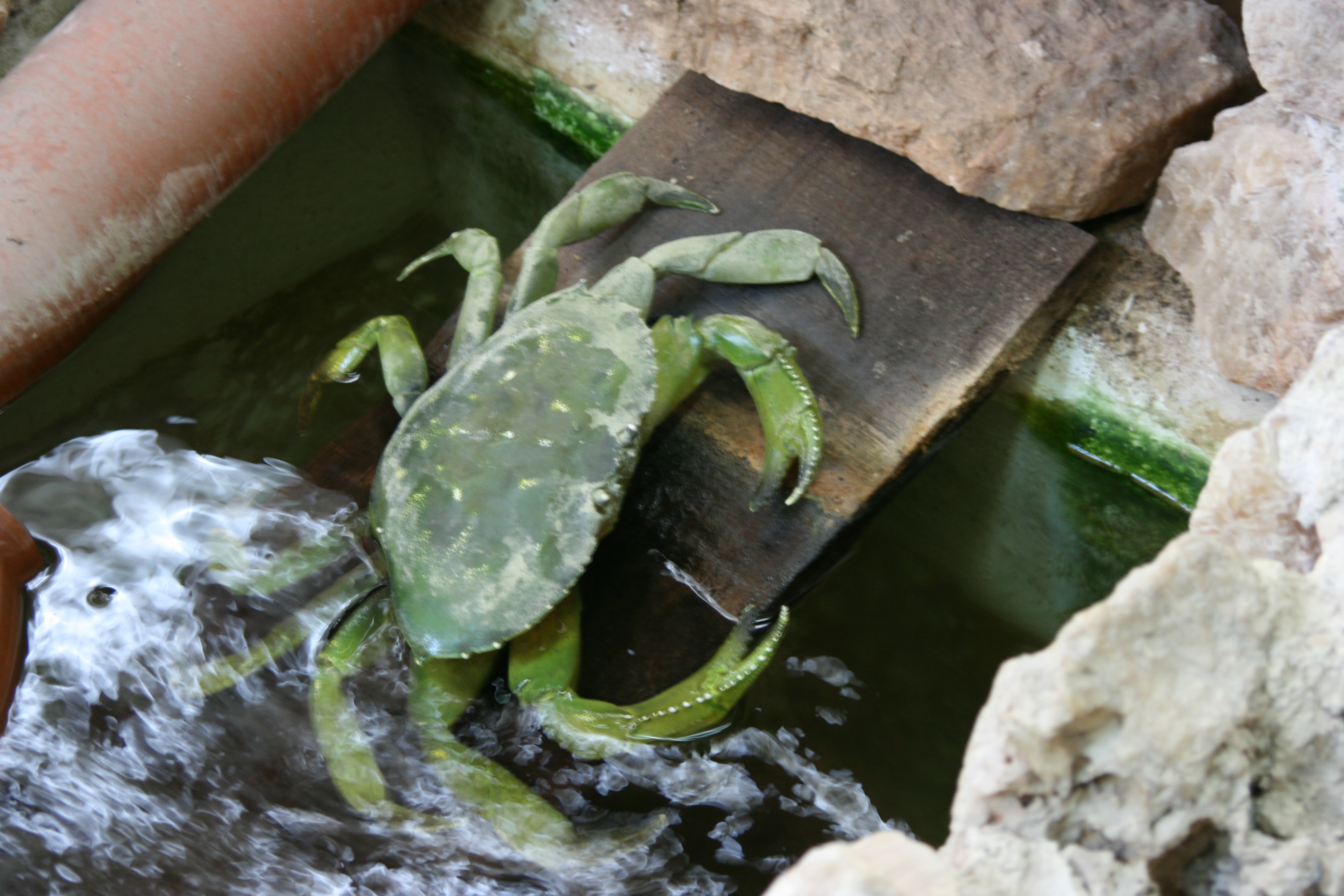 macro-plons-in-het-water