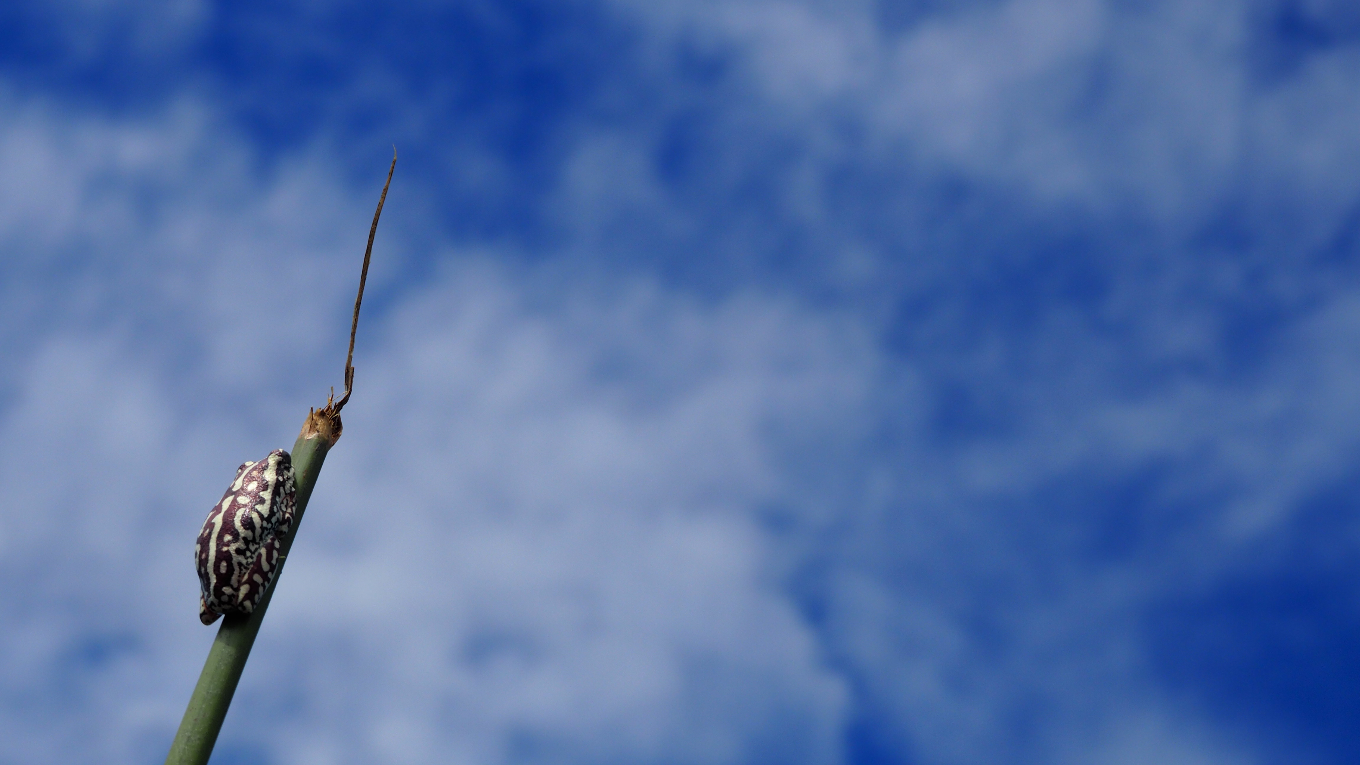 skyhigh-in-de-okavango-delta