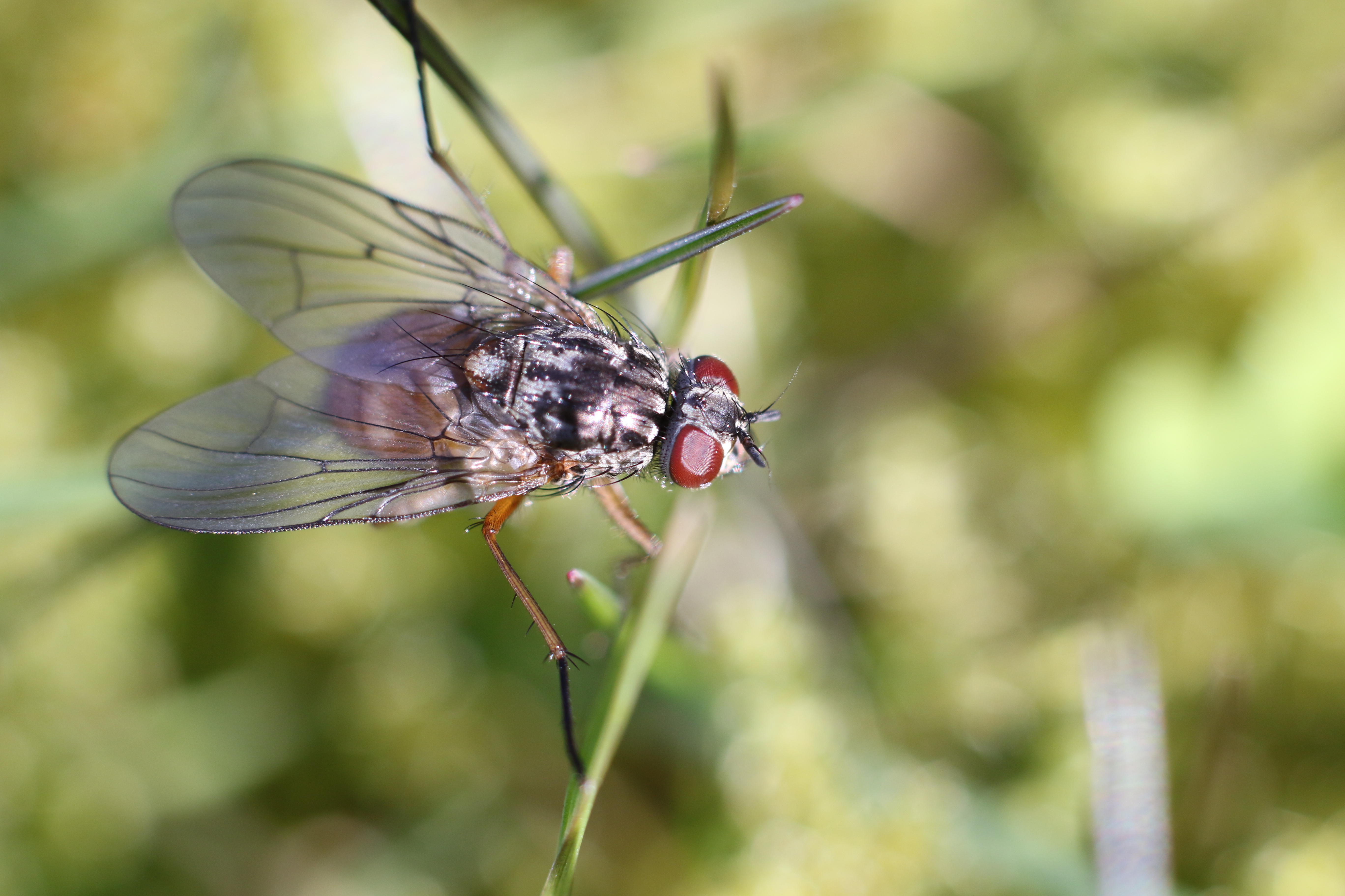 de-schoonheid-van-een-vlieg
