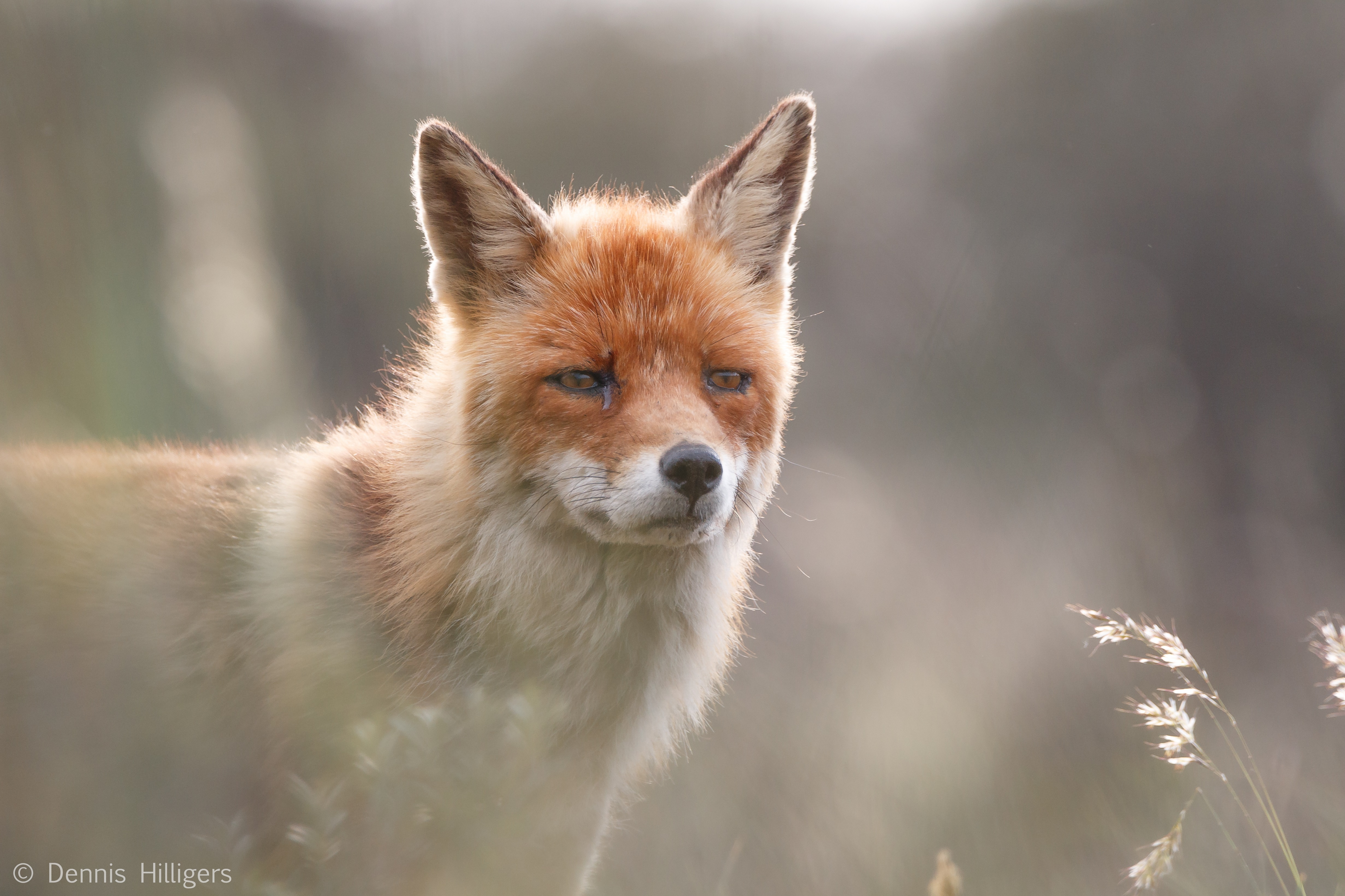 vos-kijkt-ontroerd-in-de-verte