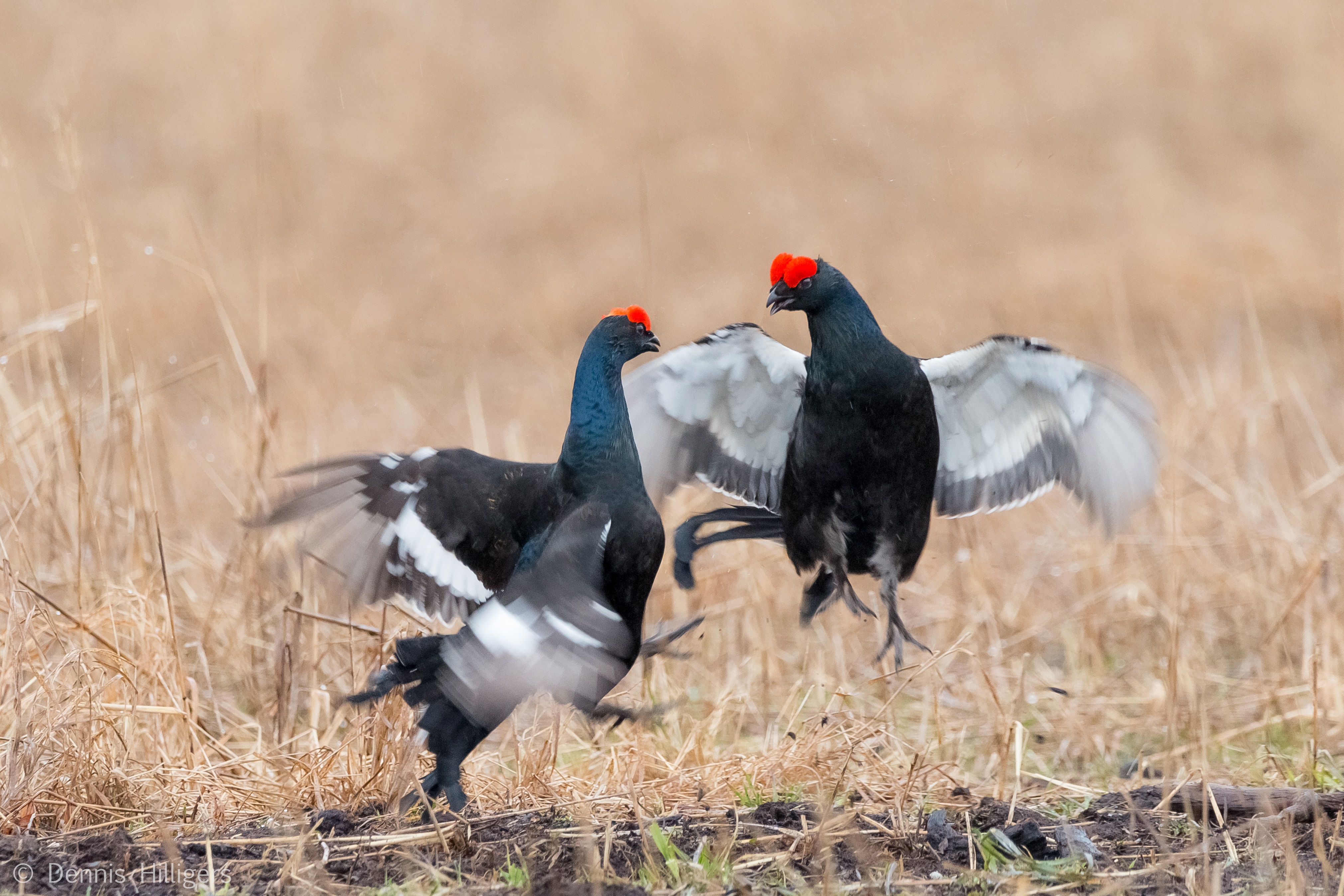 korhoenders-in-gevecht