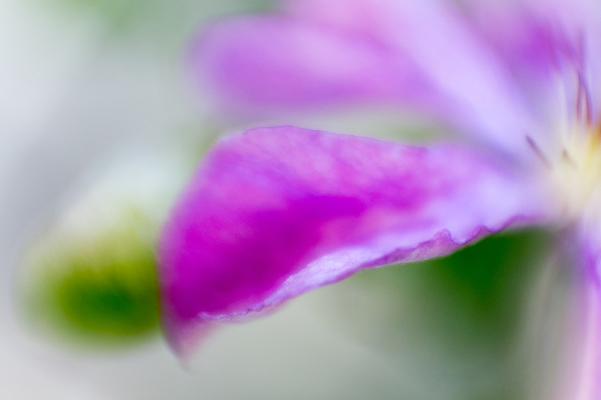 clematis-3