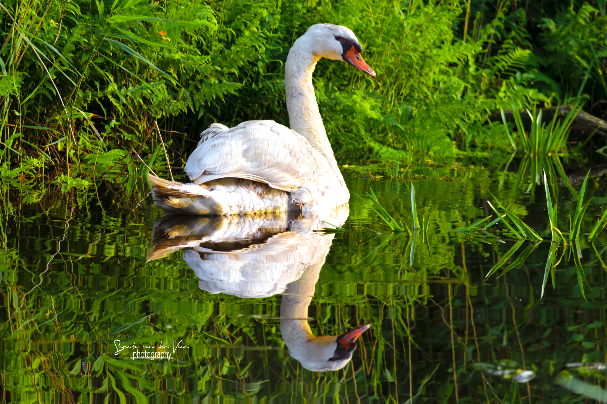 prachtige-zwaan