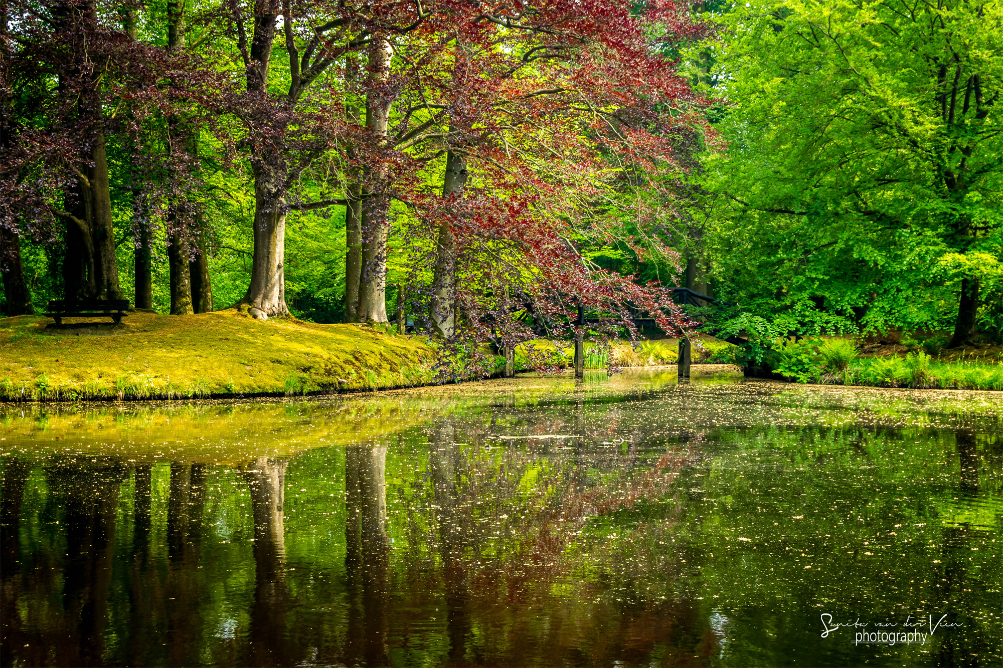 reflectie-in-het-bos