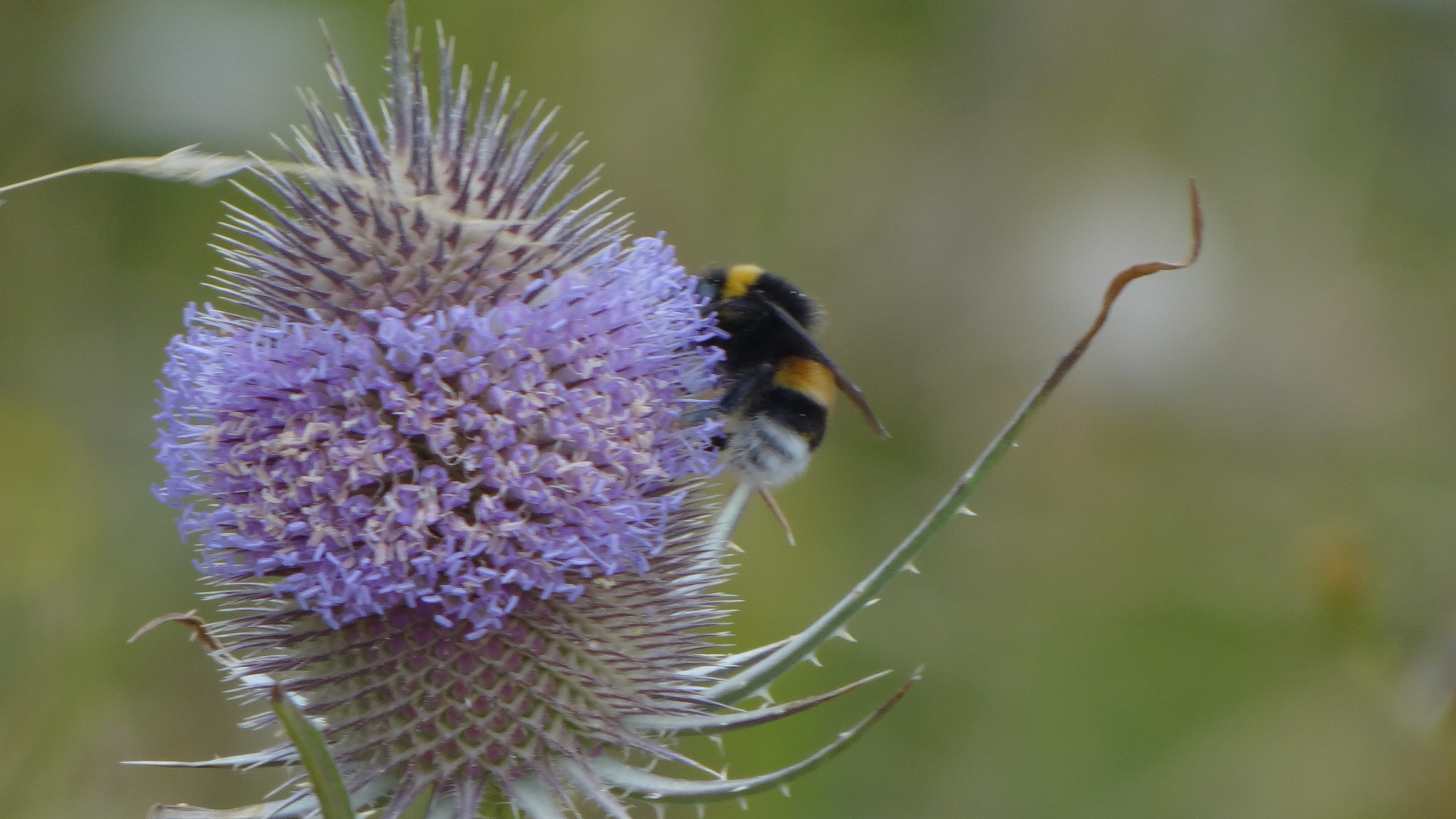 op-zoek-naar-het-laatste-beetje-nectar