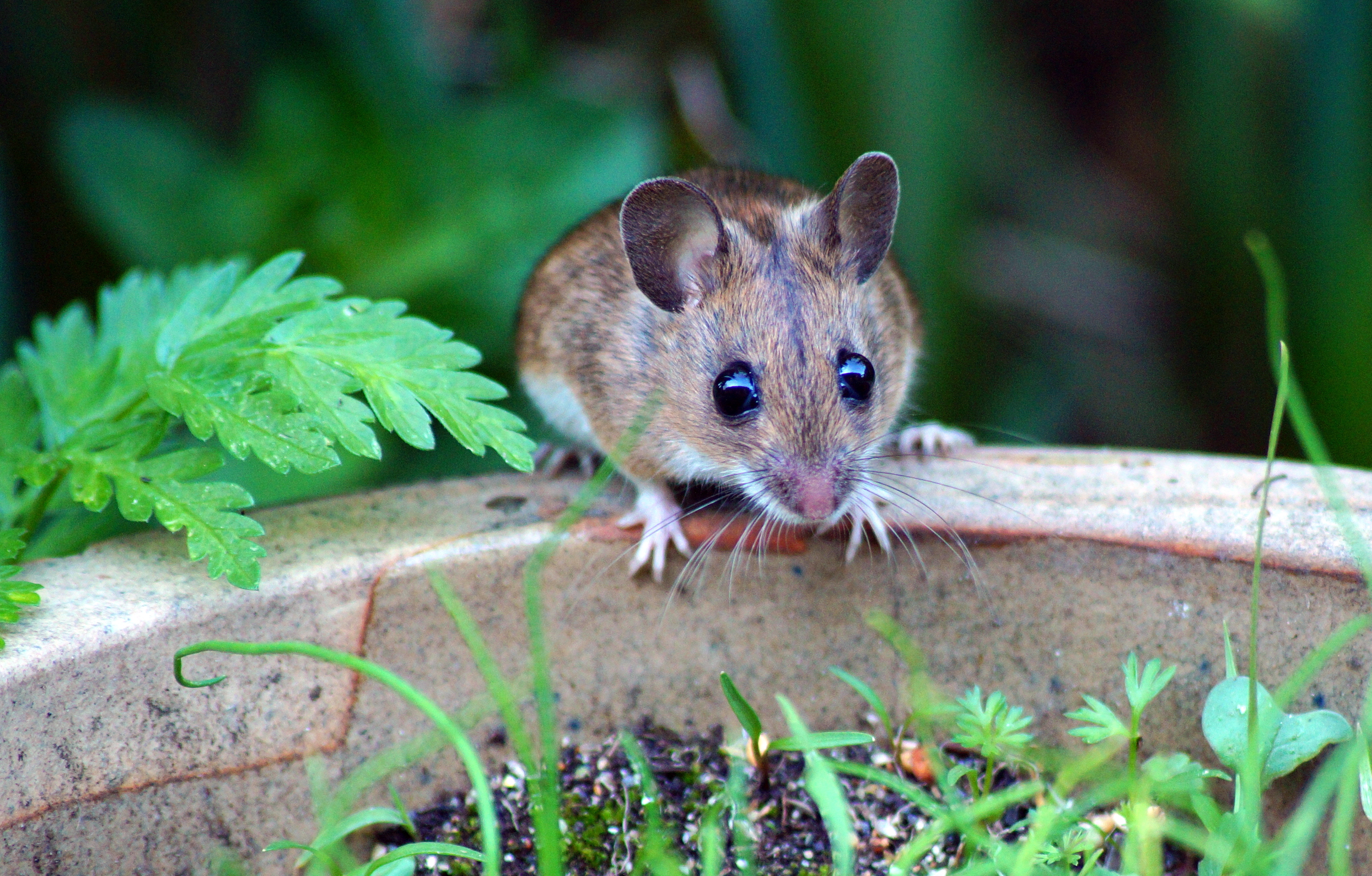 veldmuis-op-de-rand-van-een-bloempot
