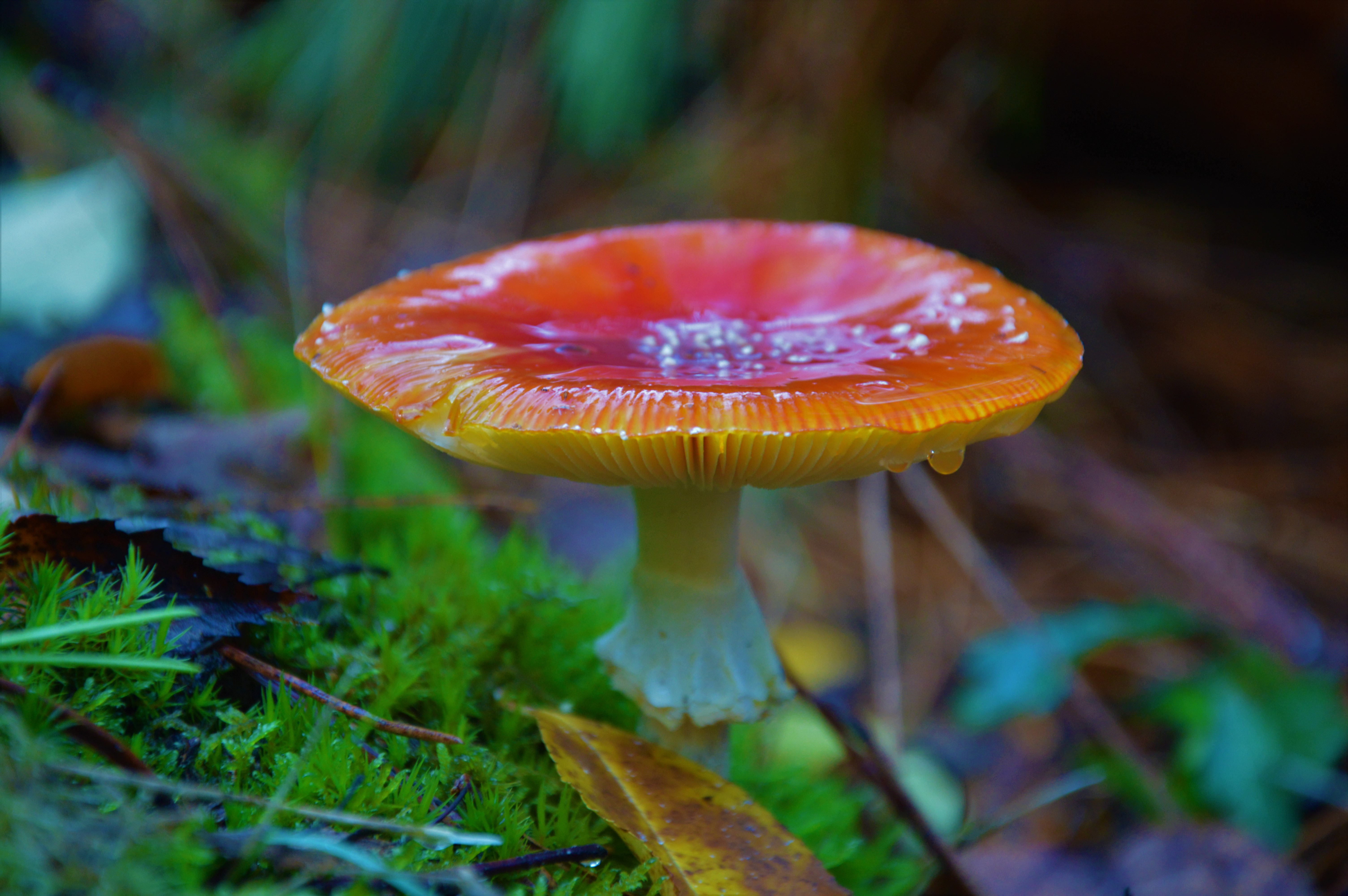 the-gorgeous-colors-of-the-mushroom