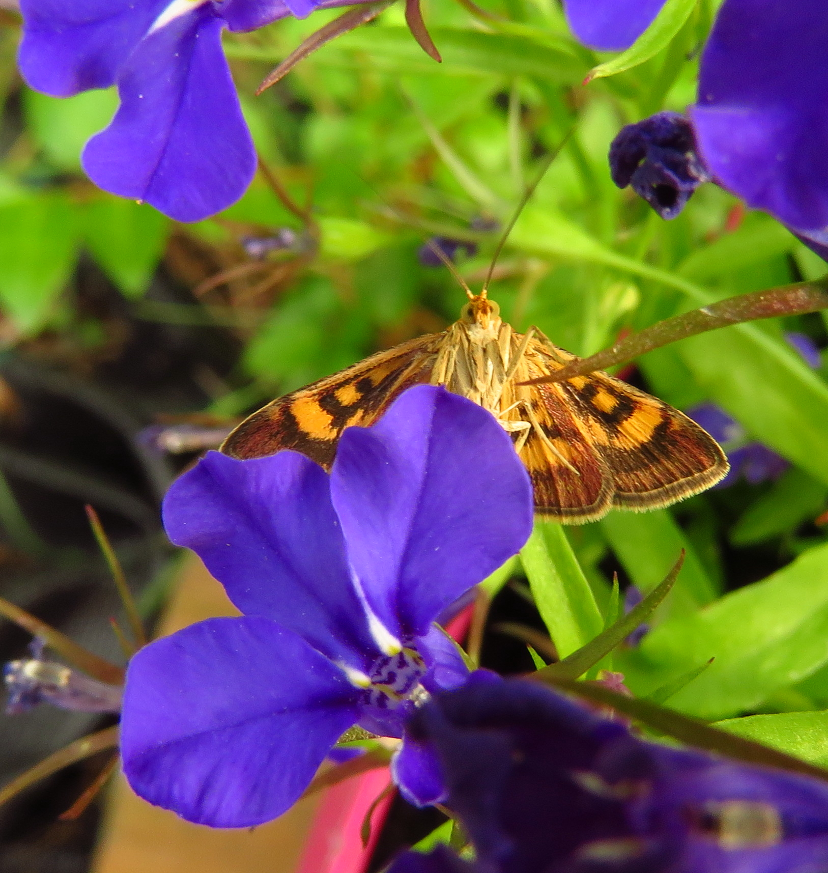 muntvlinder-op-lobelia