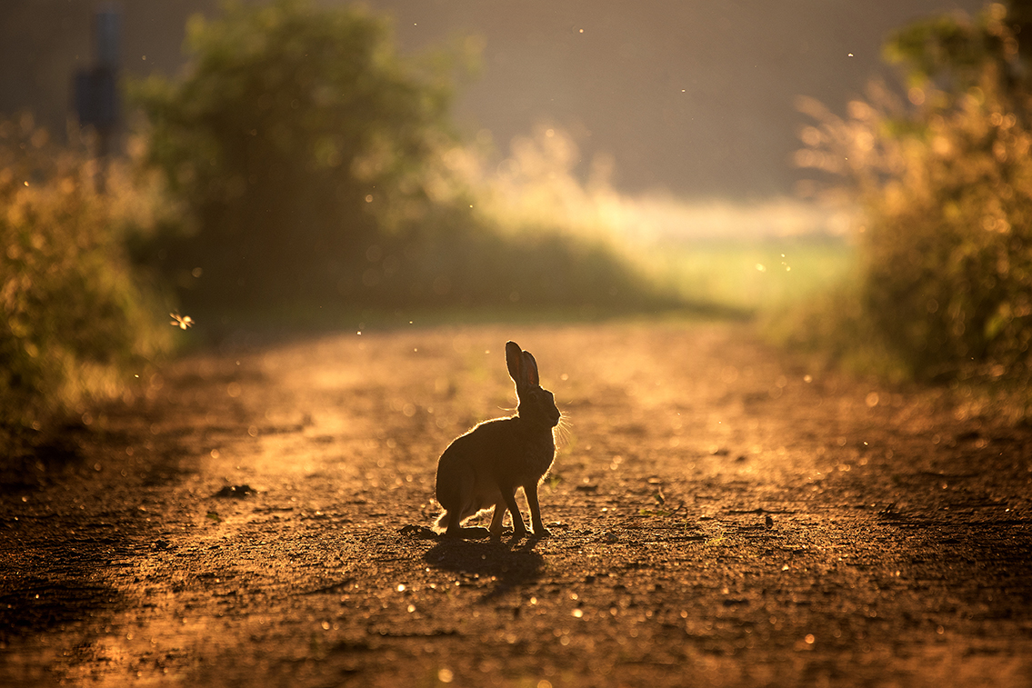 in-het-avondzonnetje