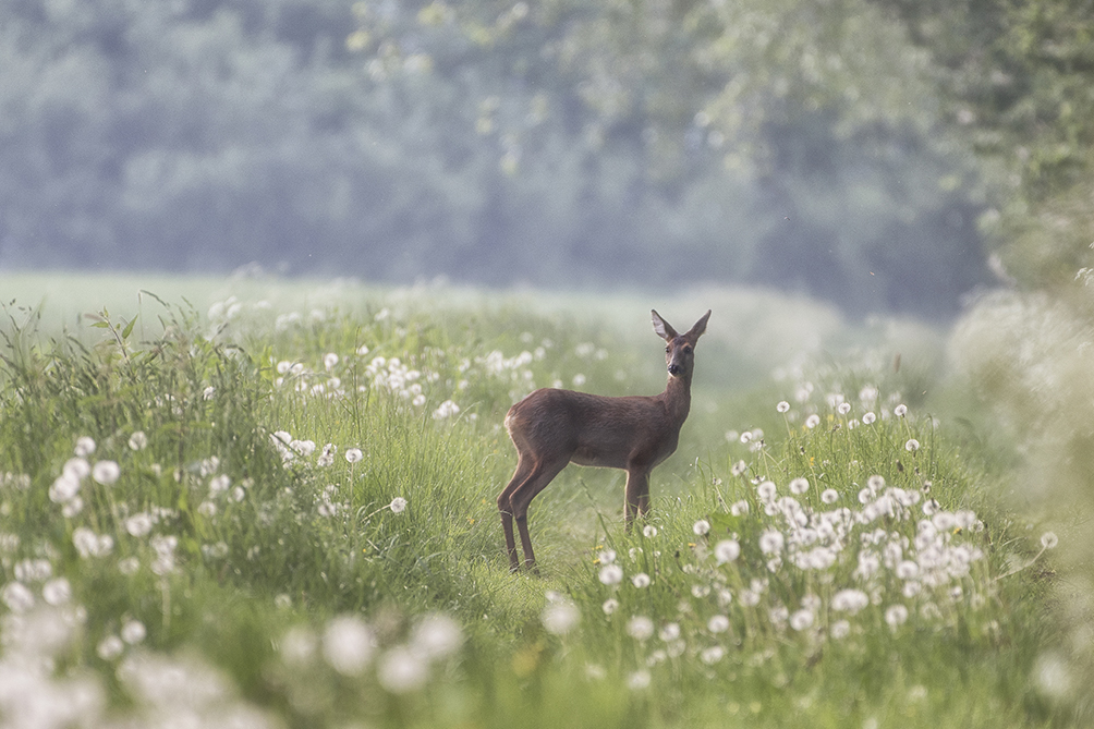 ree-in-het-morgenlicht
