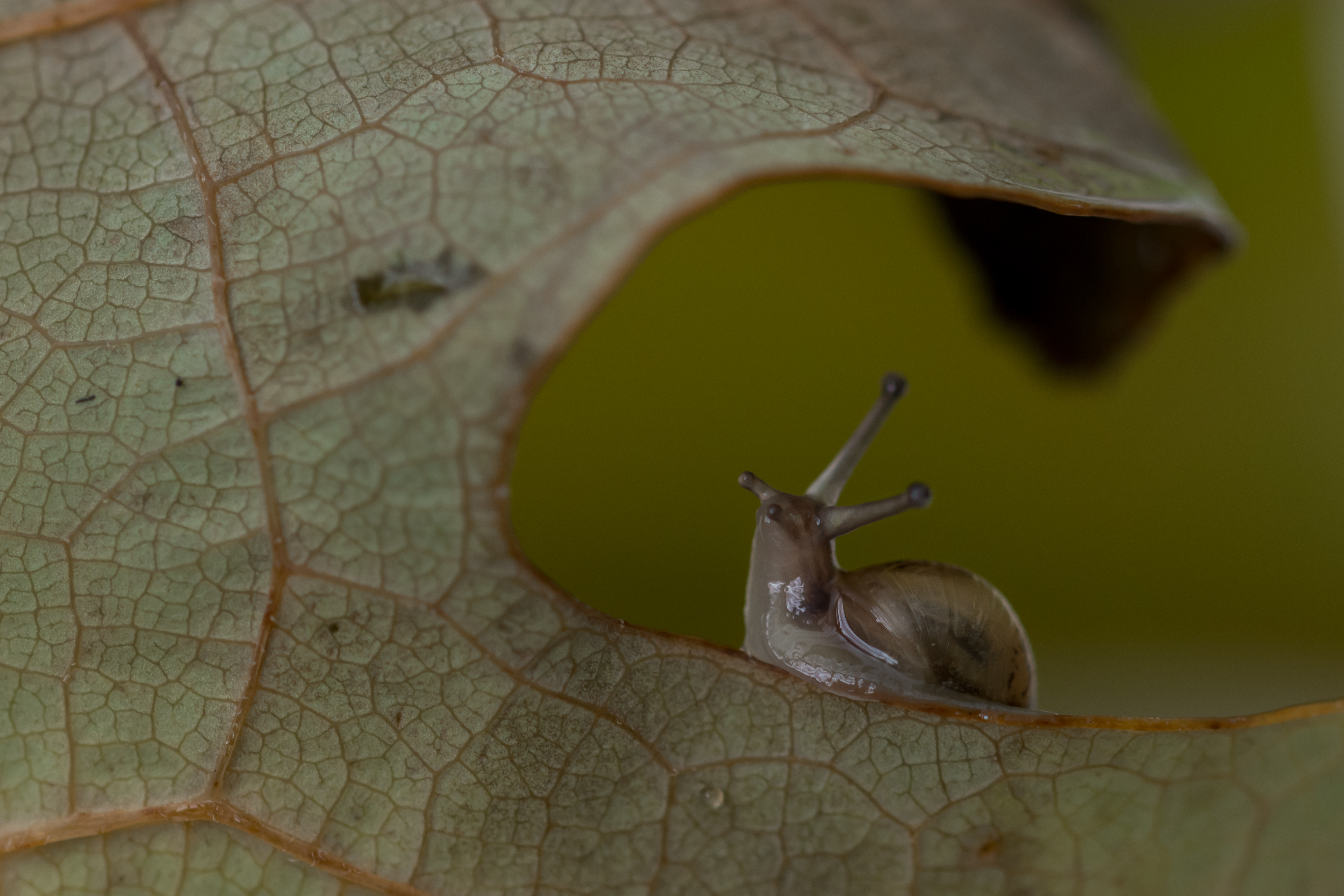 ietsje-bietsje-slakje