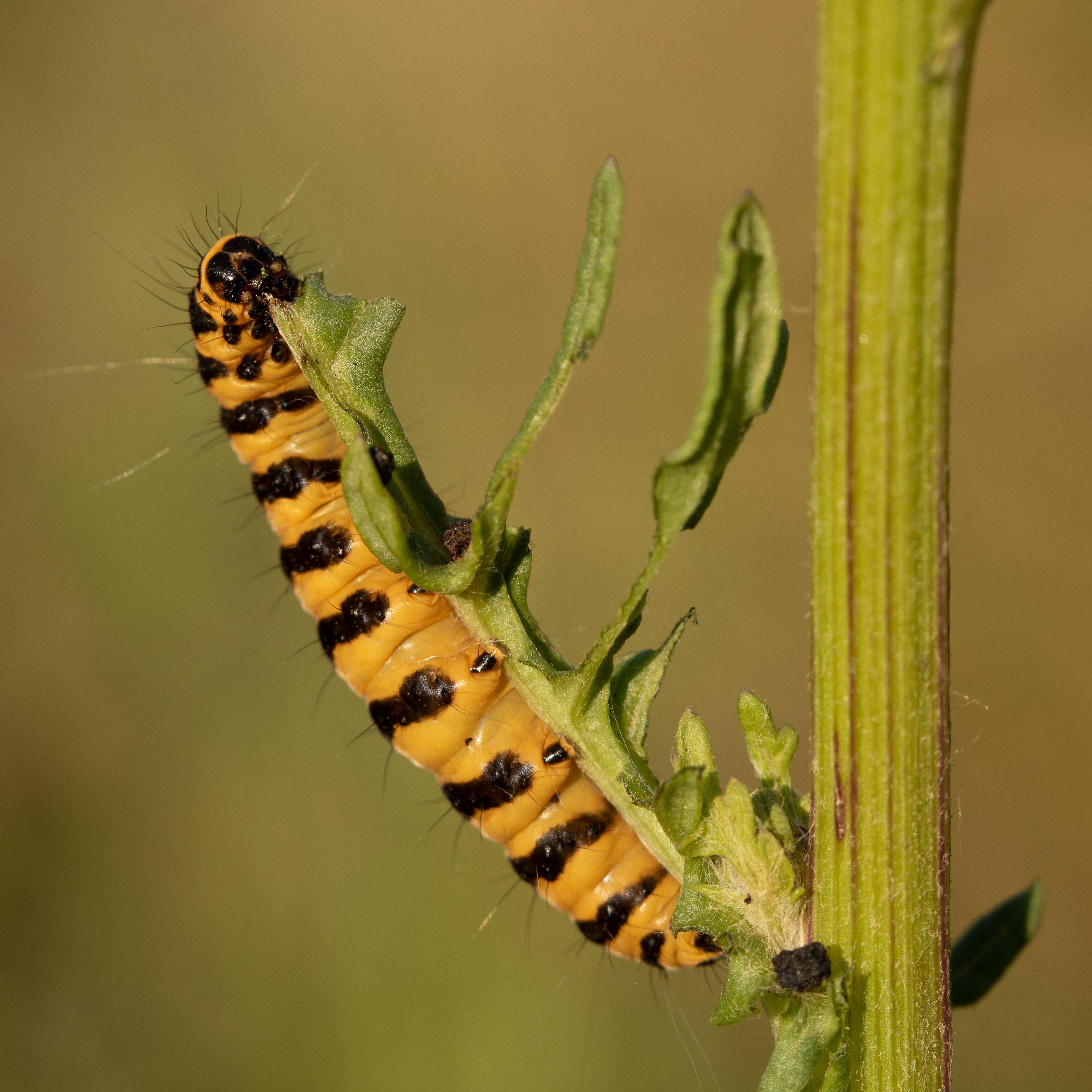 rups-op-sintjacobskruiskruid