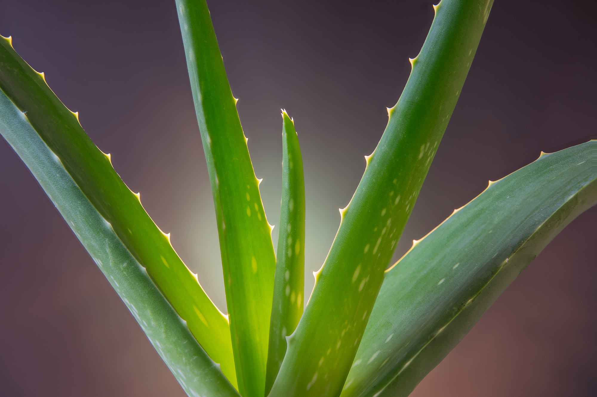 aloe-vera