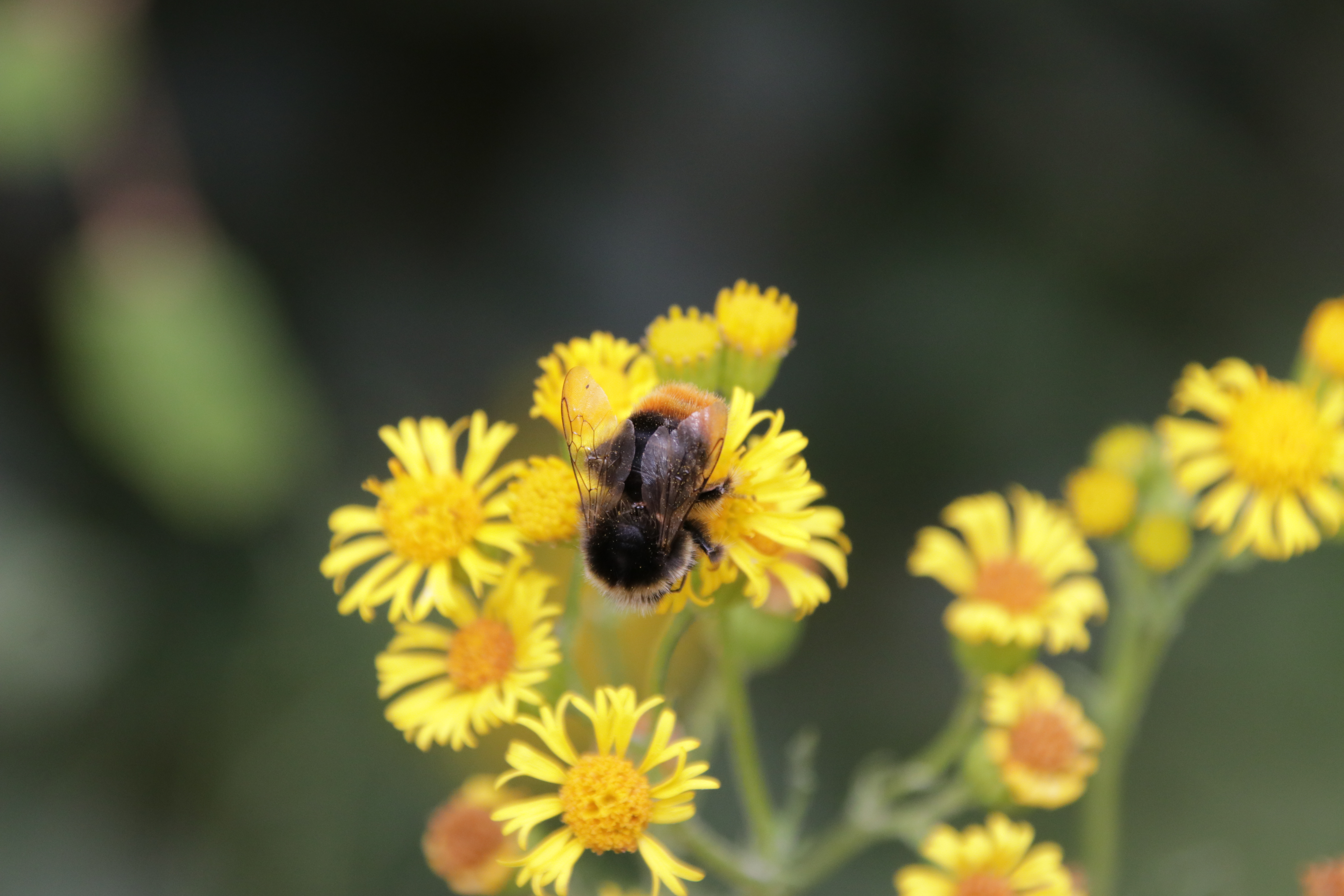 hommel-in-een-bloem