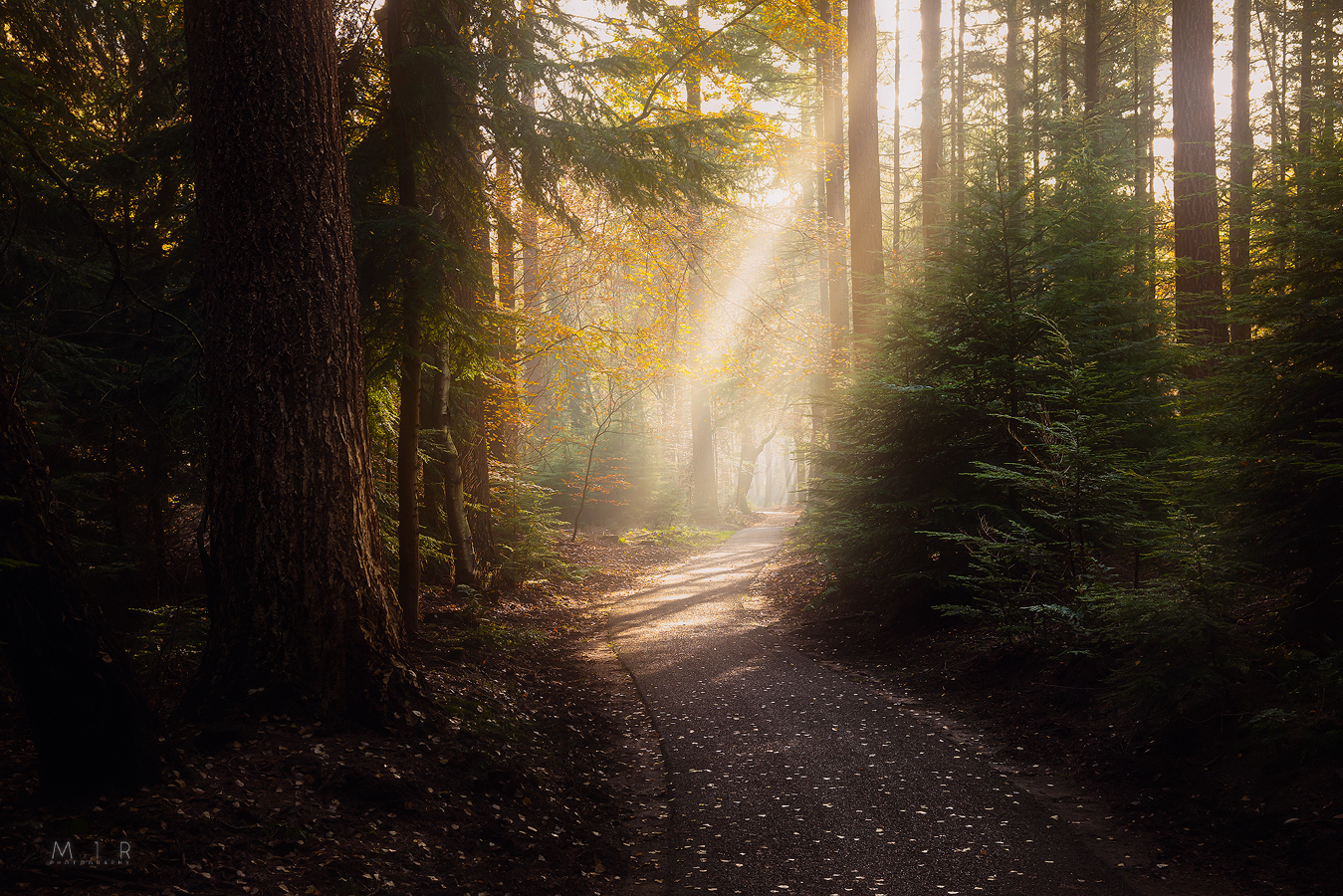 path-to-the-light
