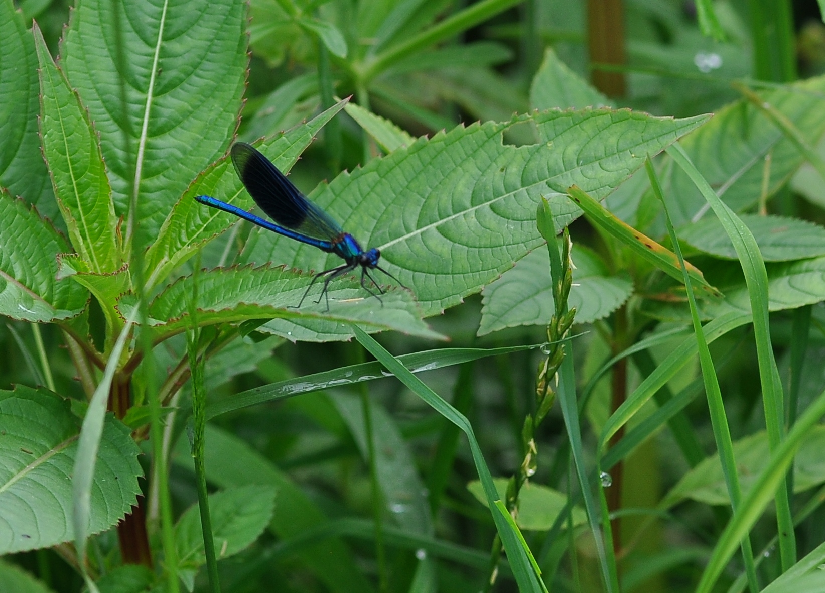 wat-een-schitterend-contrast