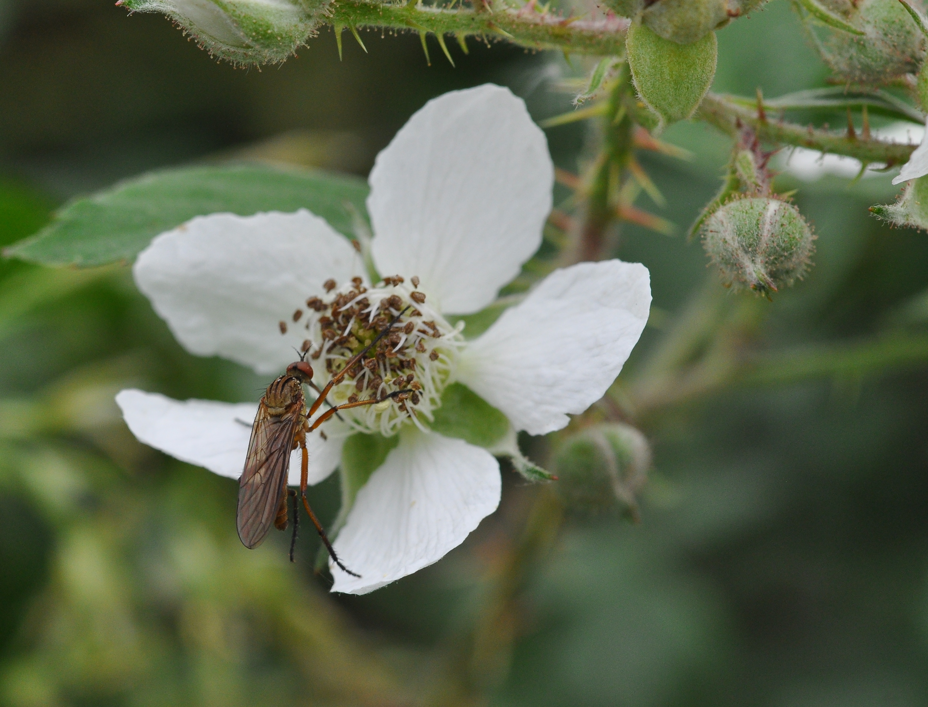 hoe-mooi-kan-een-vlieg-zijn