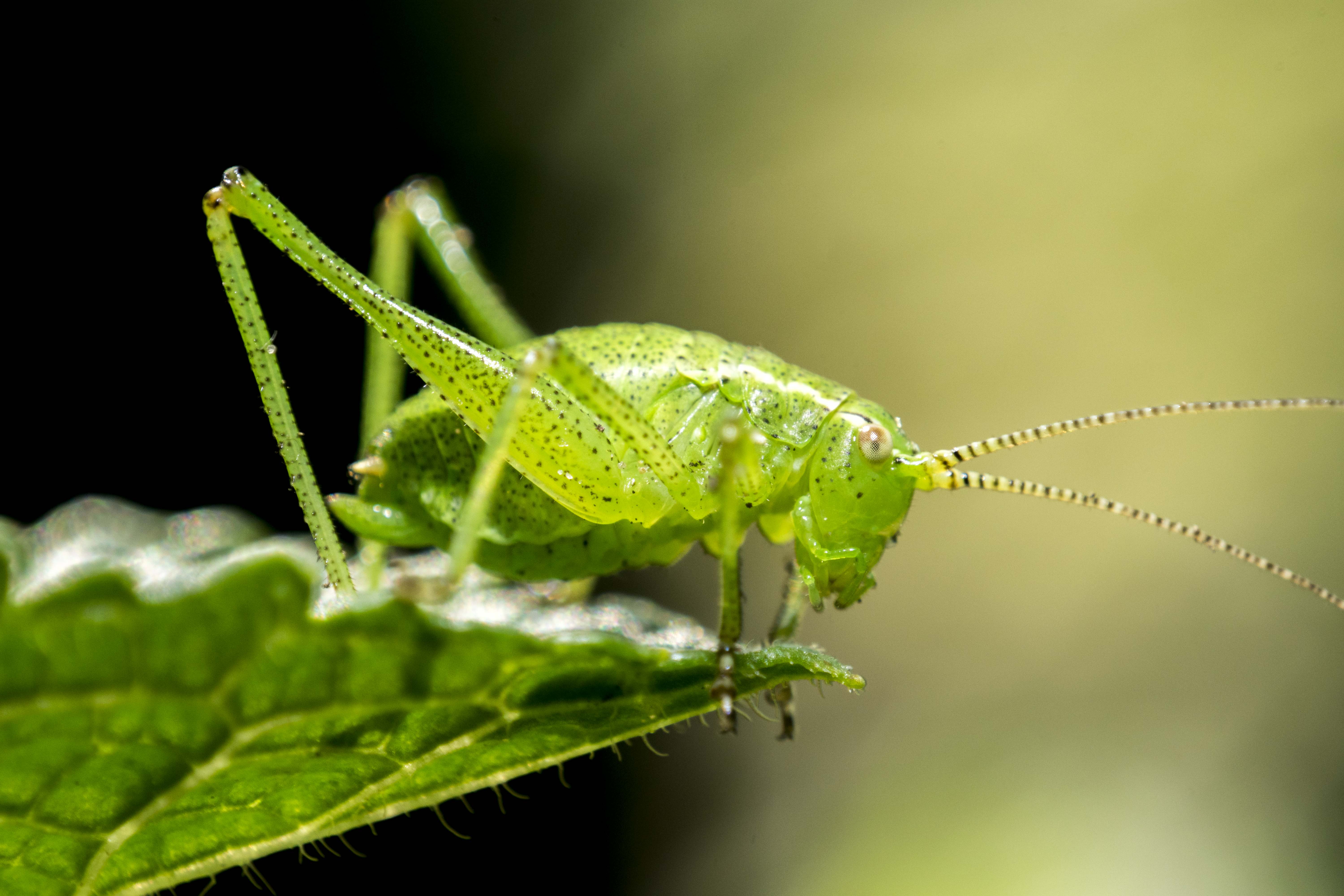 green-grasshopper