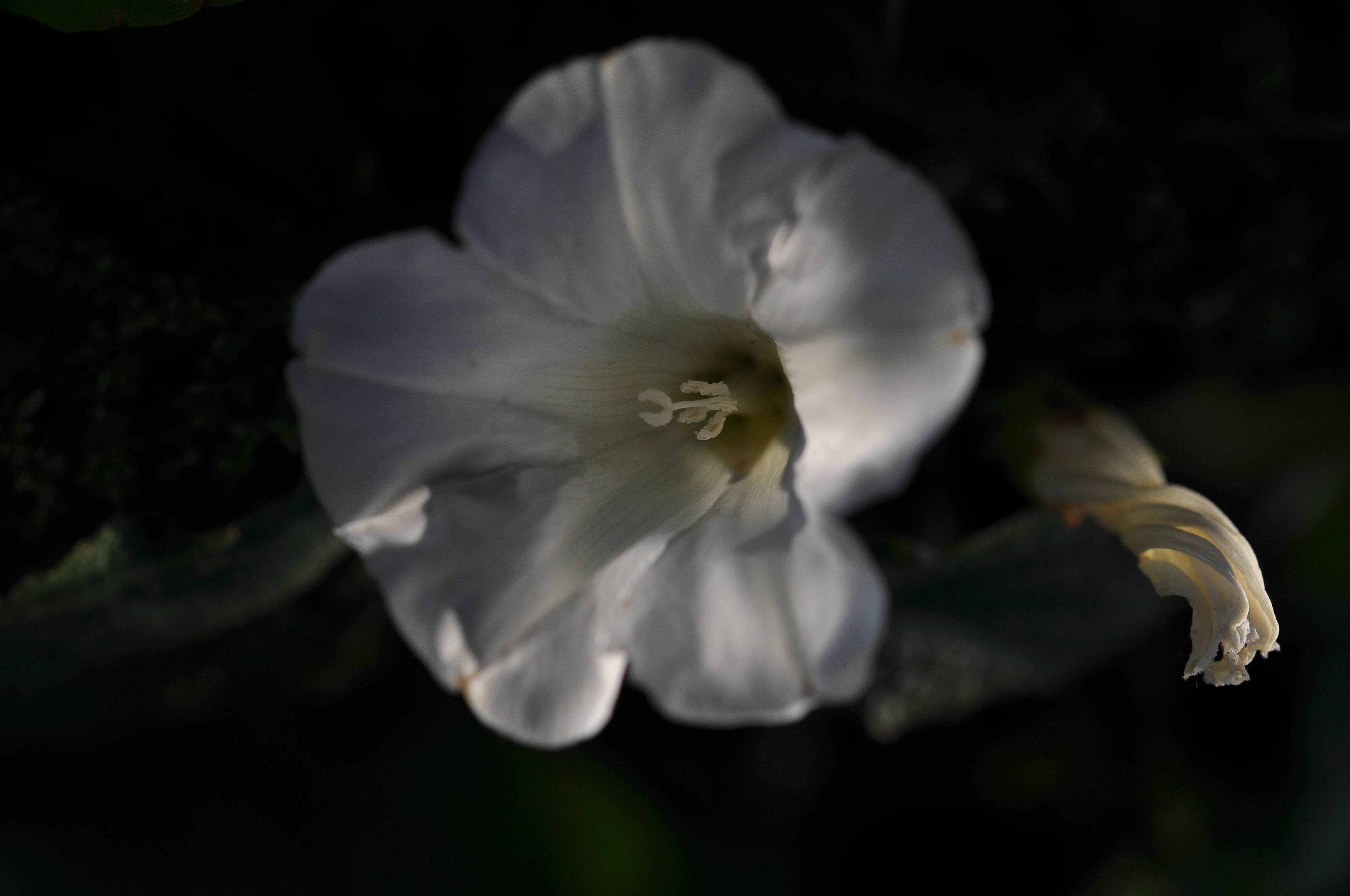 hoe-wondermooi-is-gods-schepping