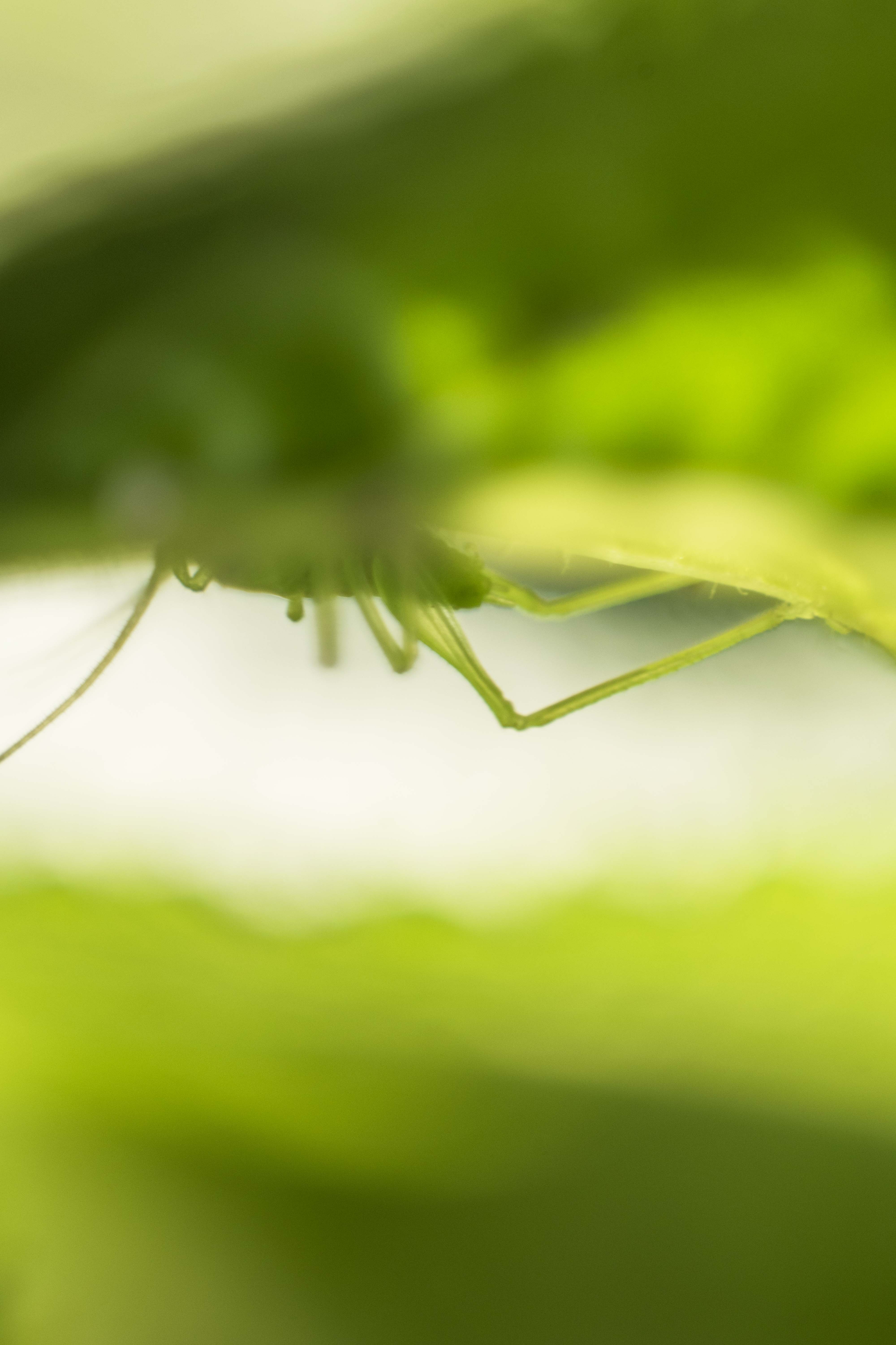 abstract-grasshopper