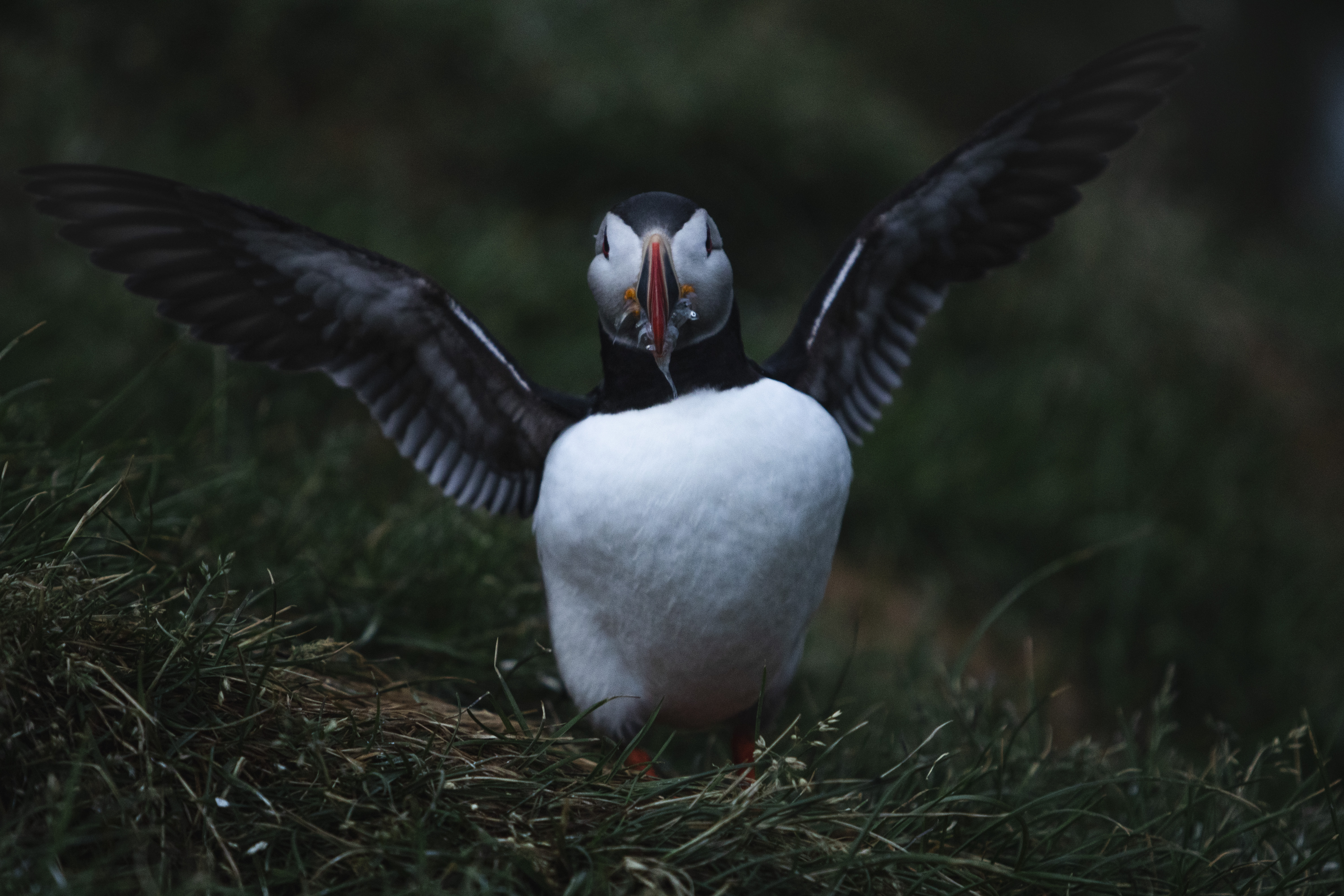 puffin-bij-midzomernacht