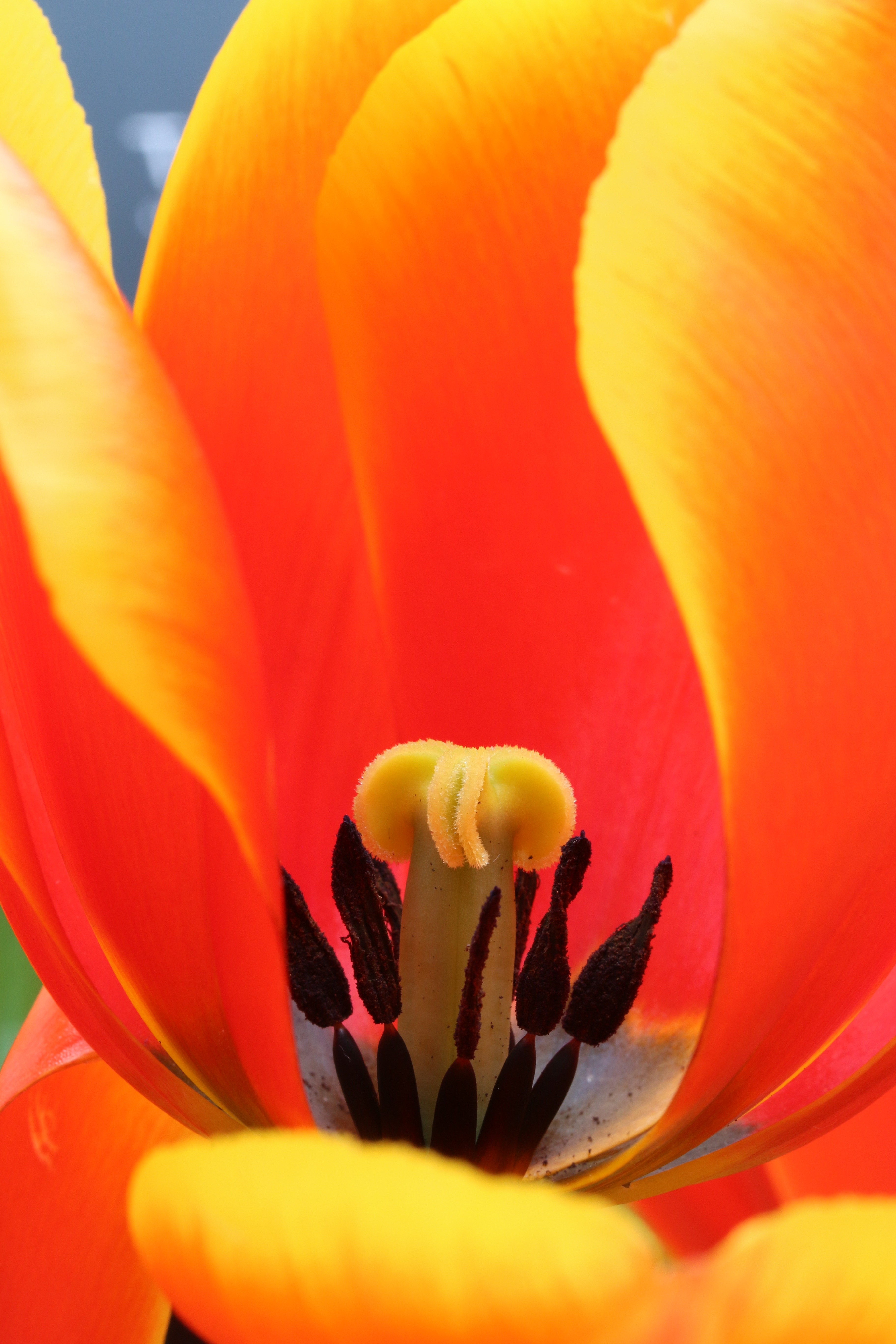 tulp-5