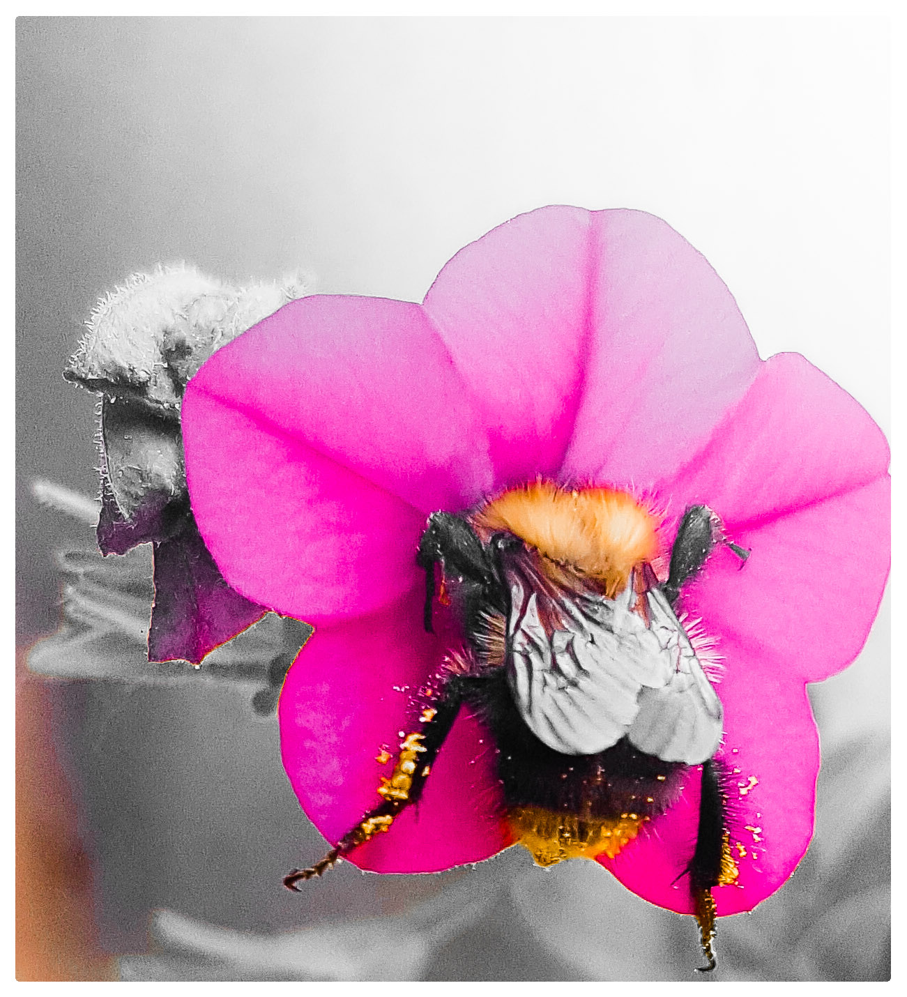 hanging-hommel