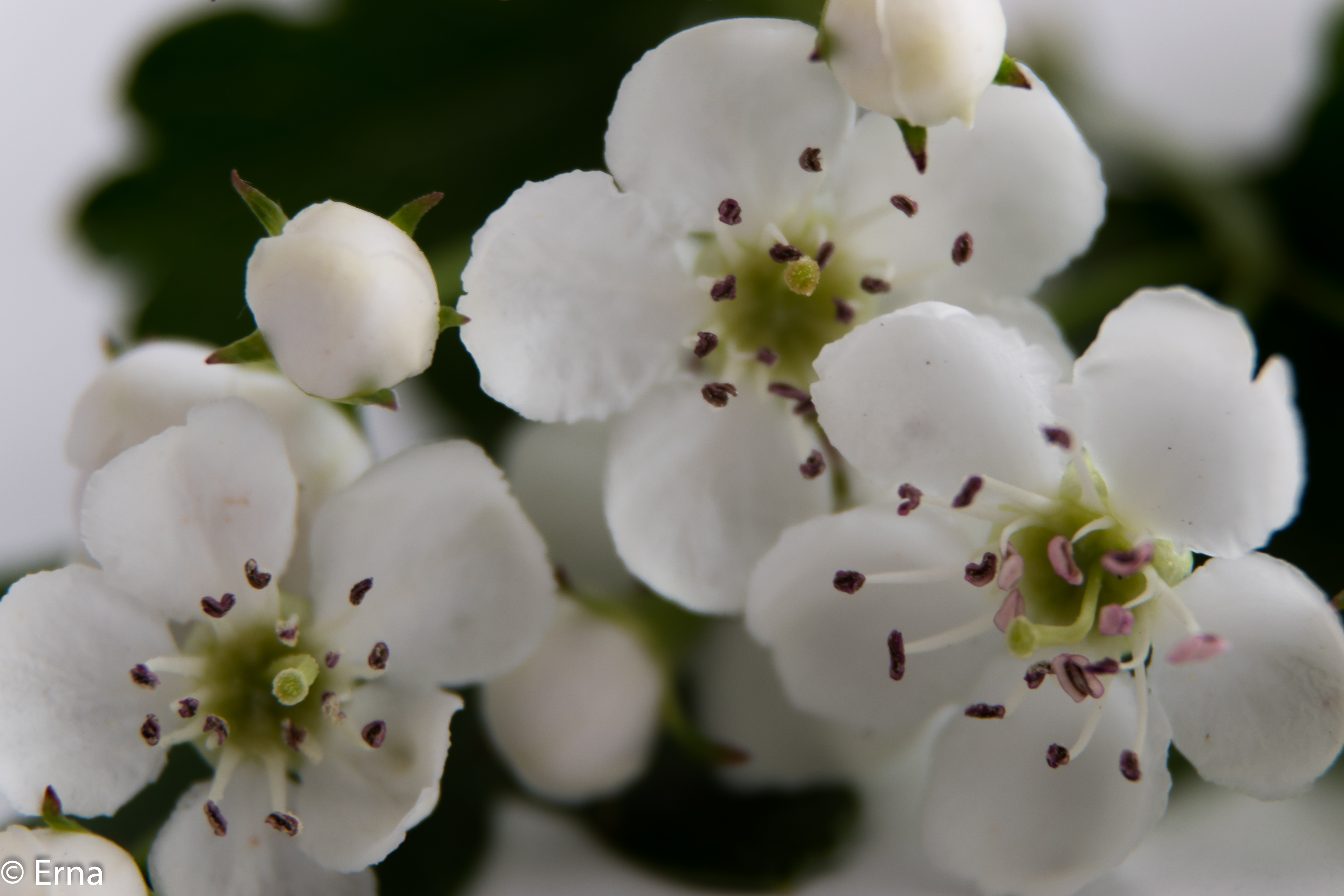 snow-white-and-spickles