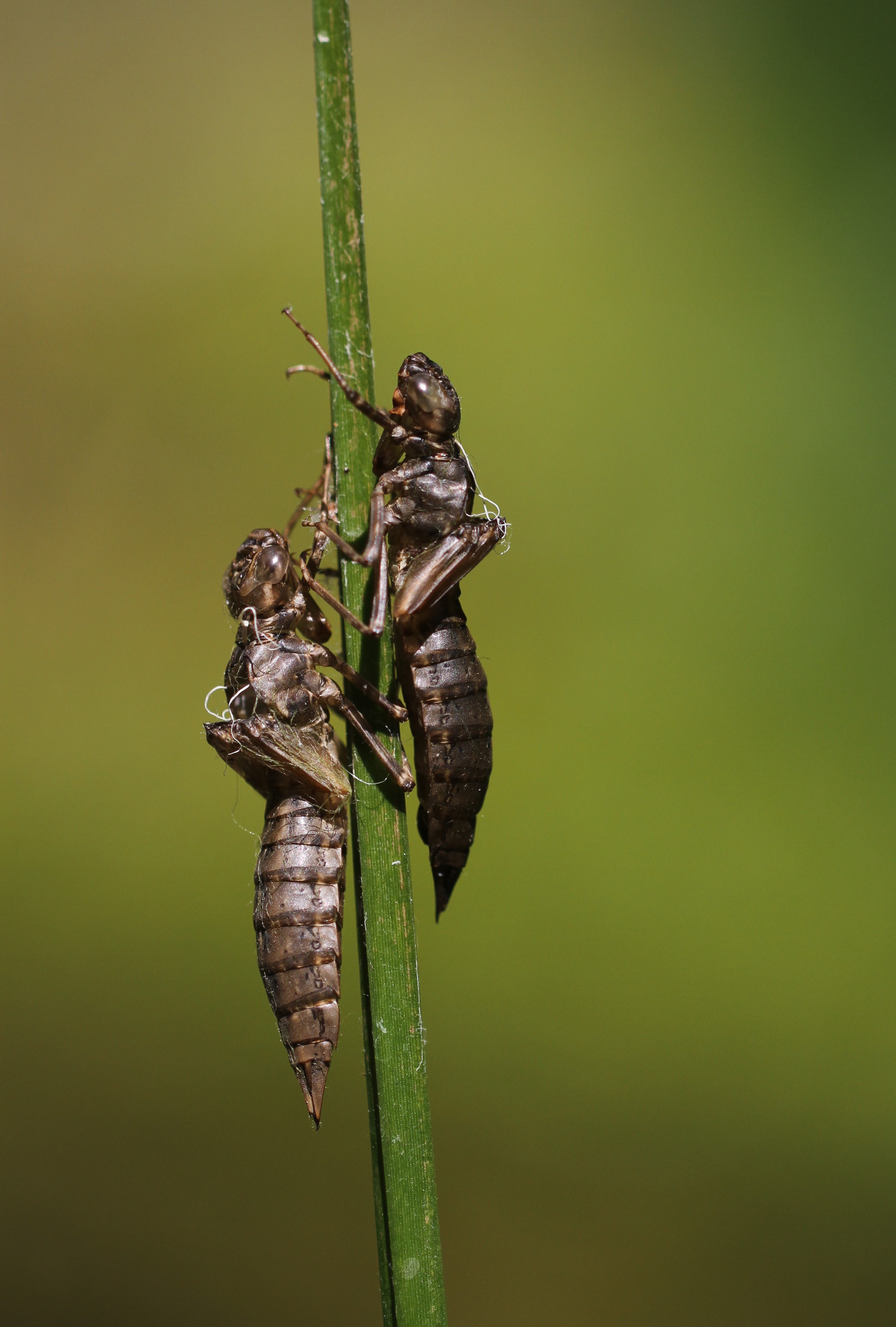 huidjes-van-libellenlarven