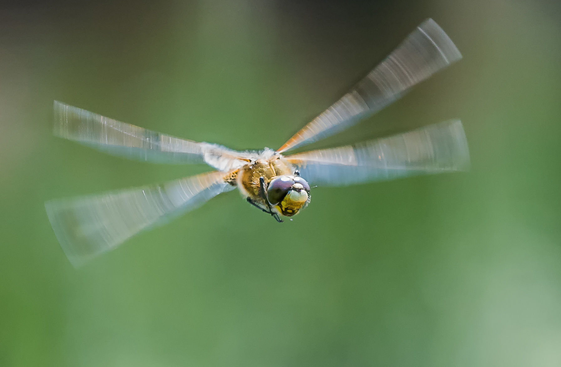 libelle-in-de-vlucht