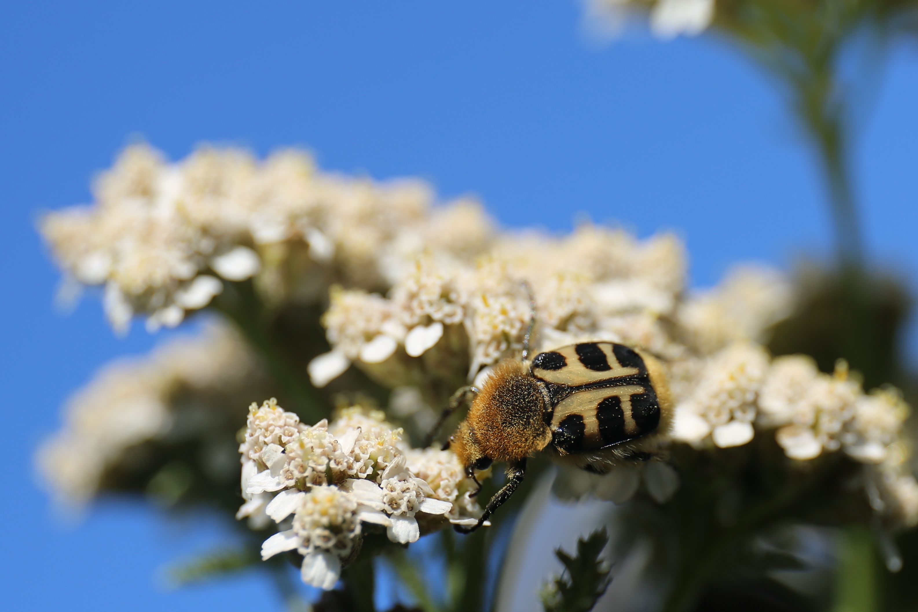 het-onbekende-insect