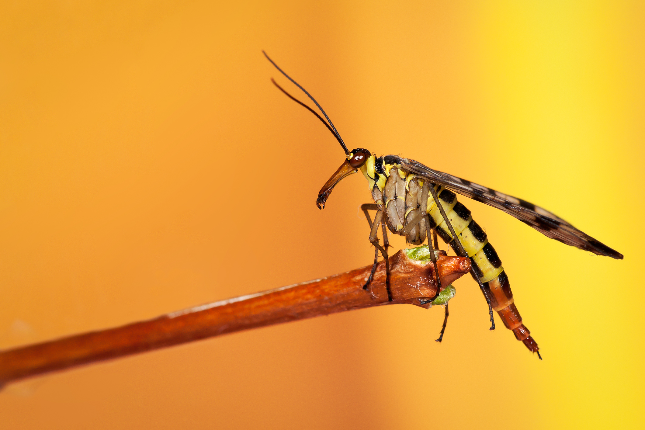 portret-scorpioenvlieg