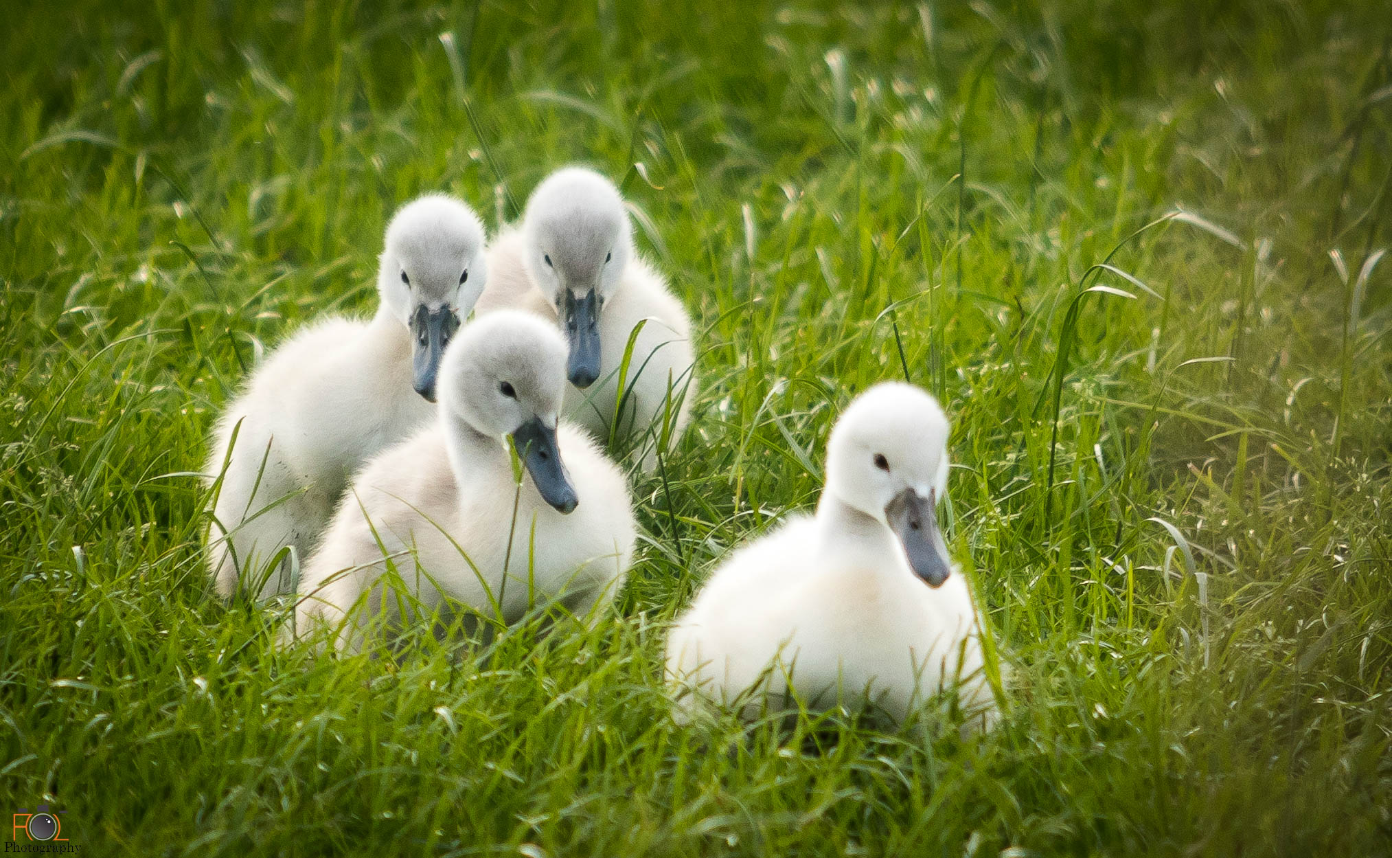 zwaantjes