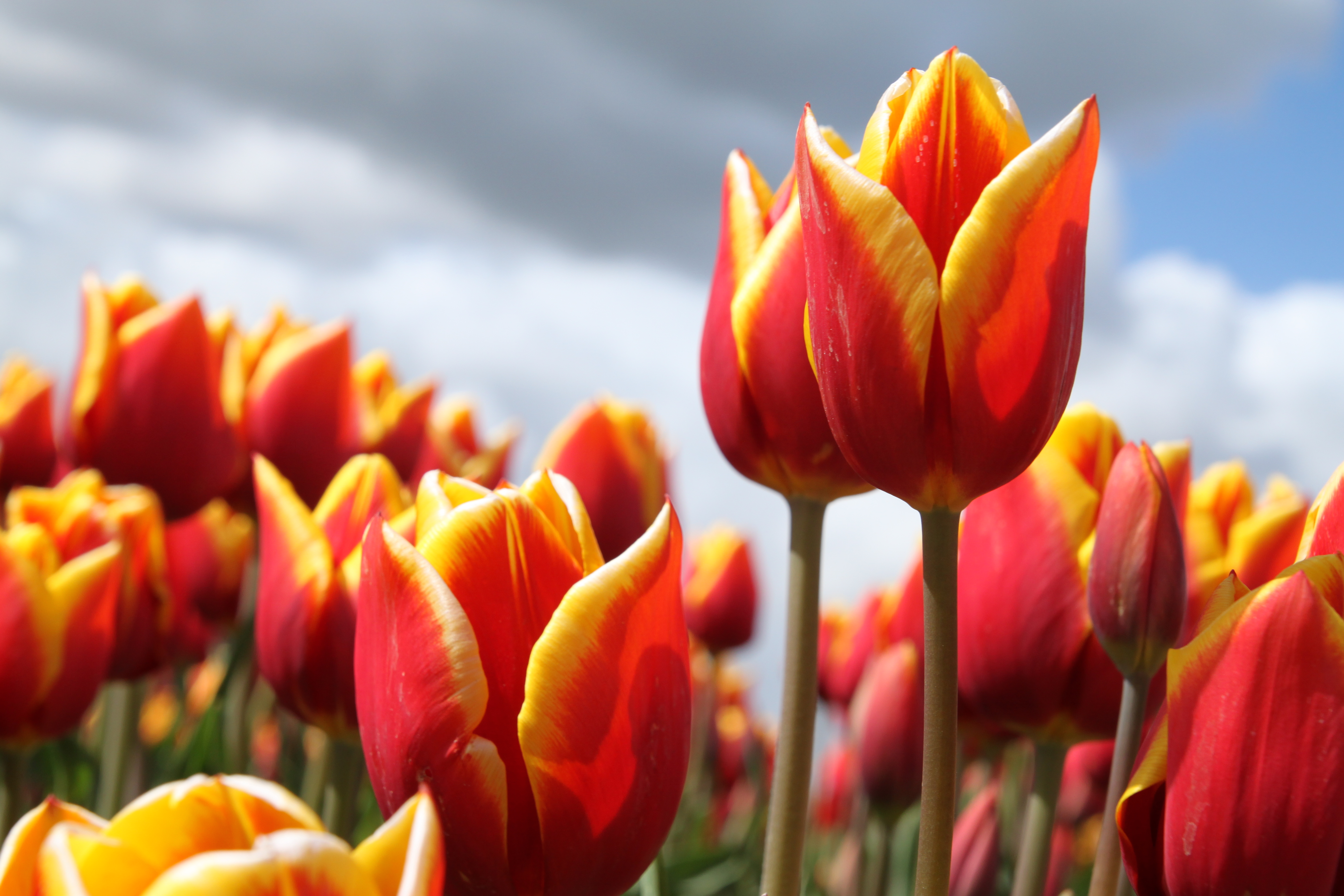 tulpen-2-1