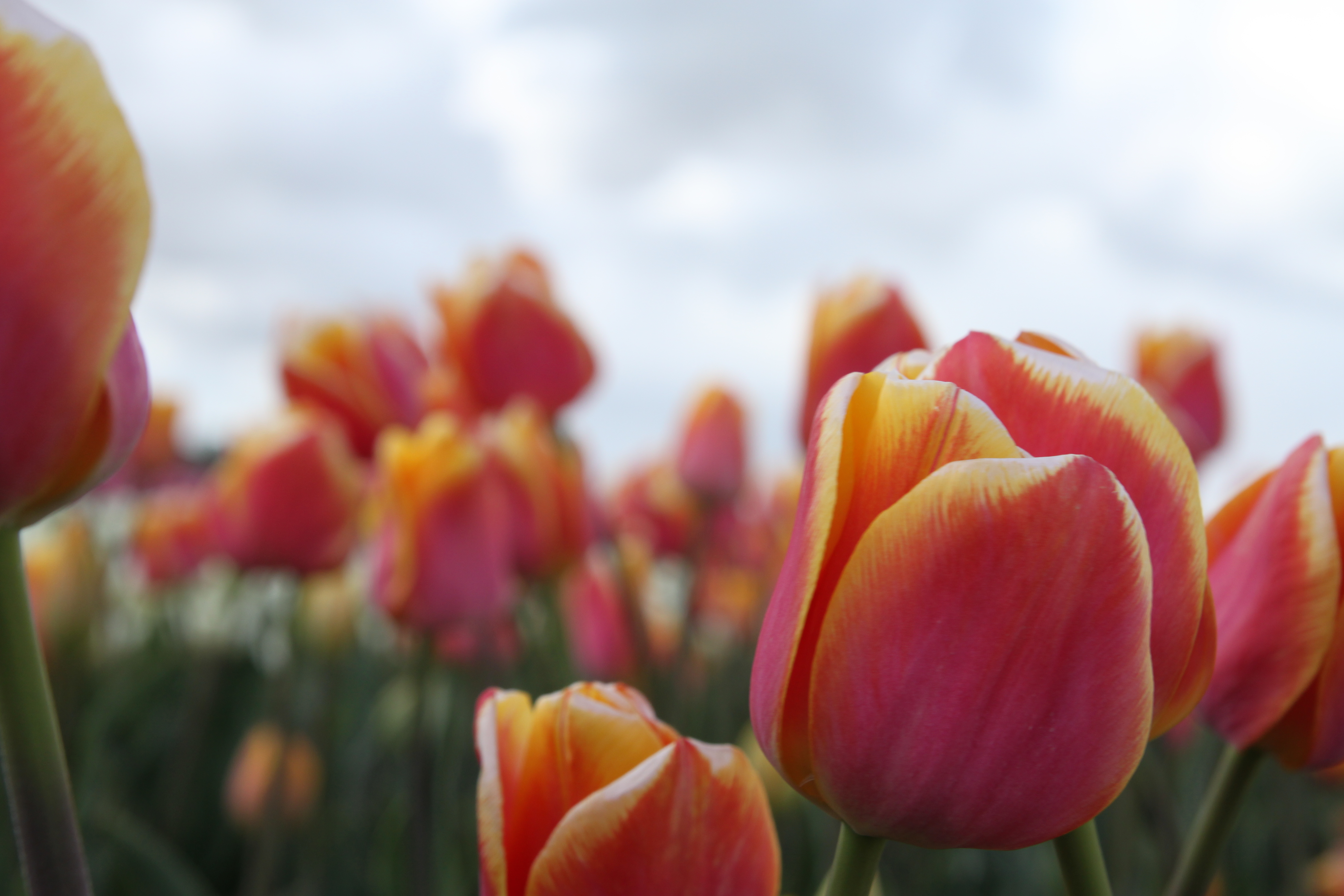tulpen-11