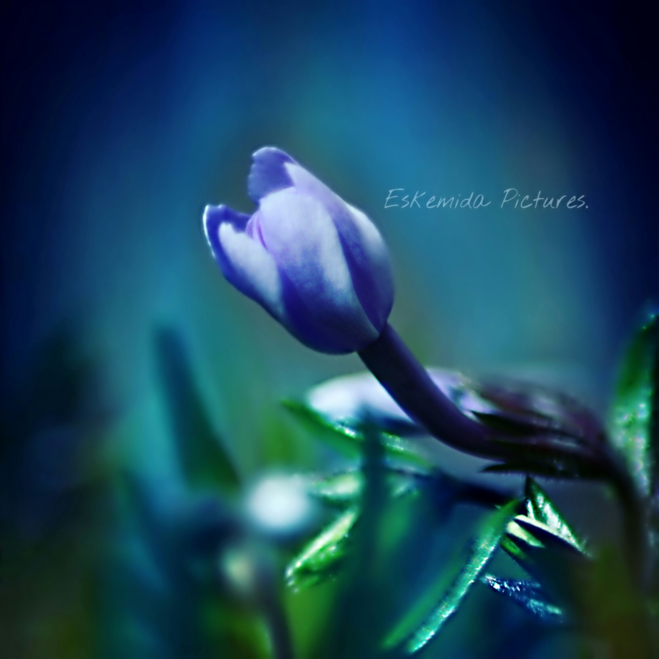 almost-liks-a-dream-world