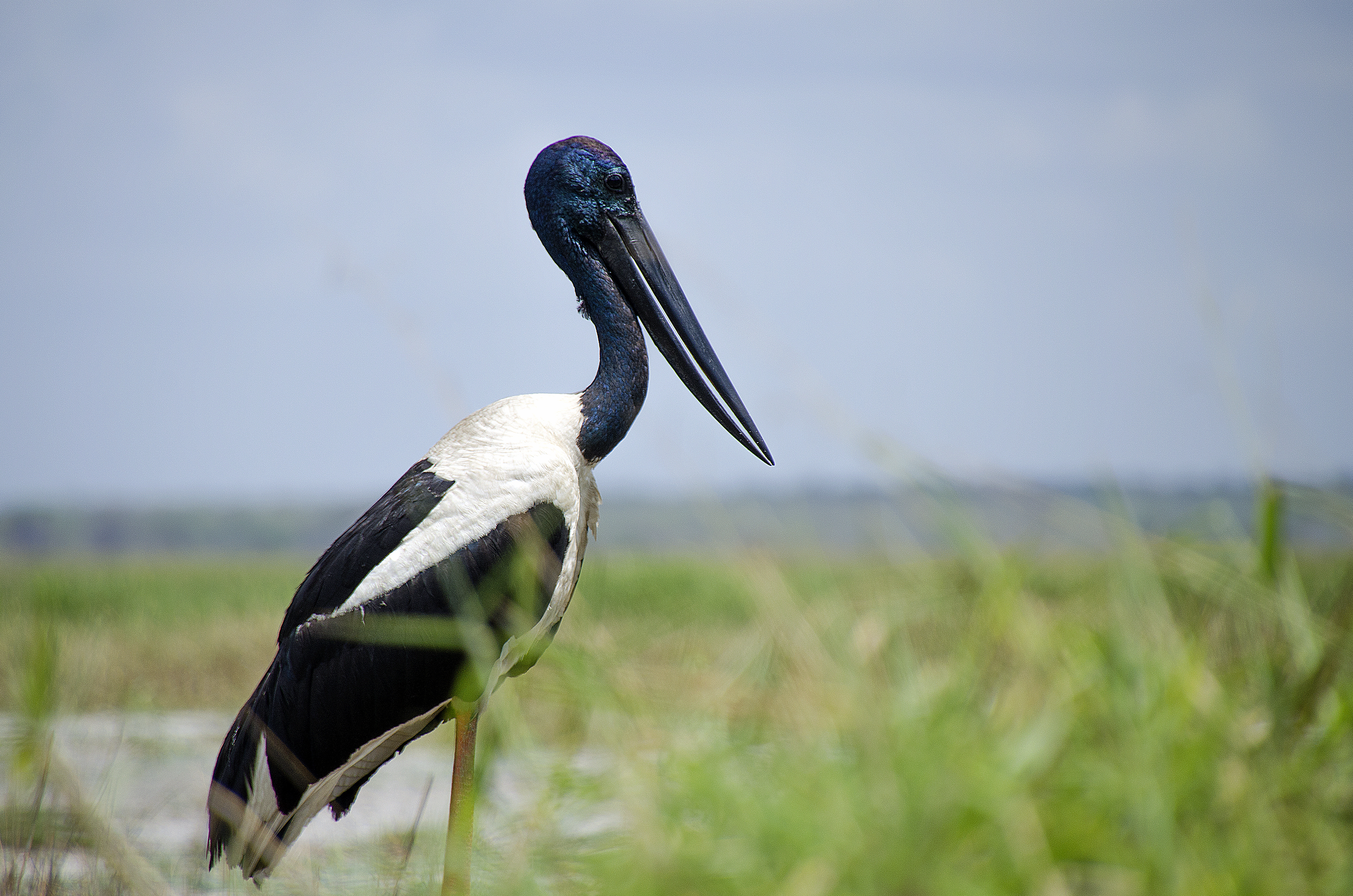 black-necked-stork