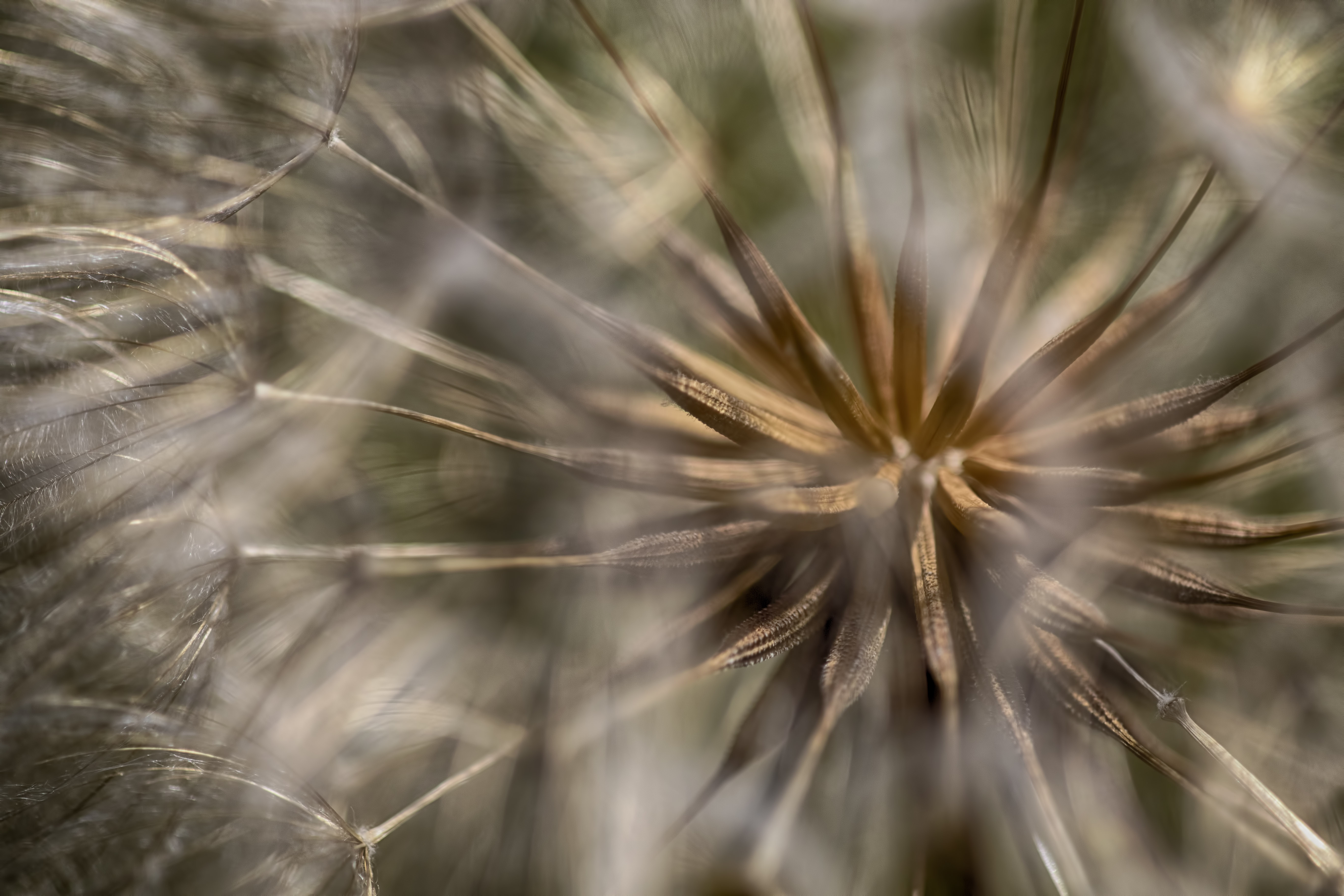 seed-of-dandelion