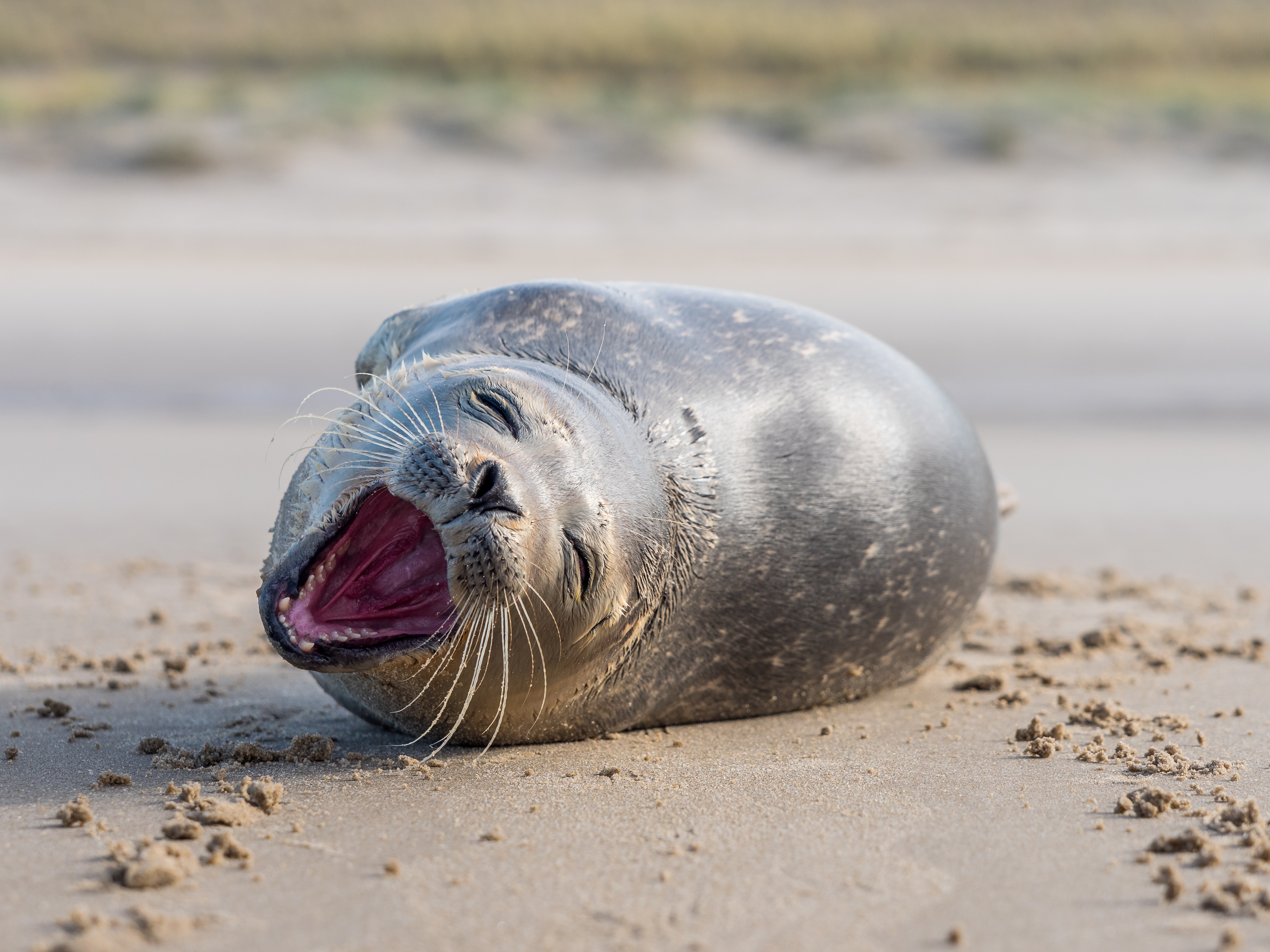 de-lachende-zeehond