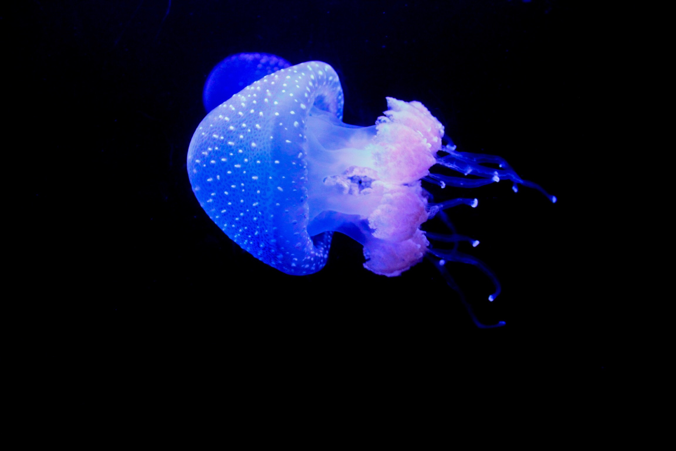 burns-like-hell-but-it-looks-like-heaven