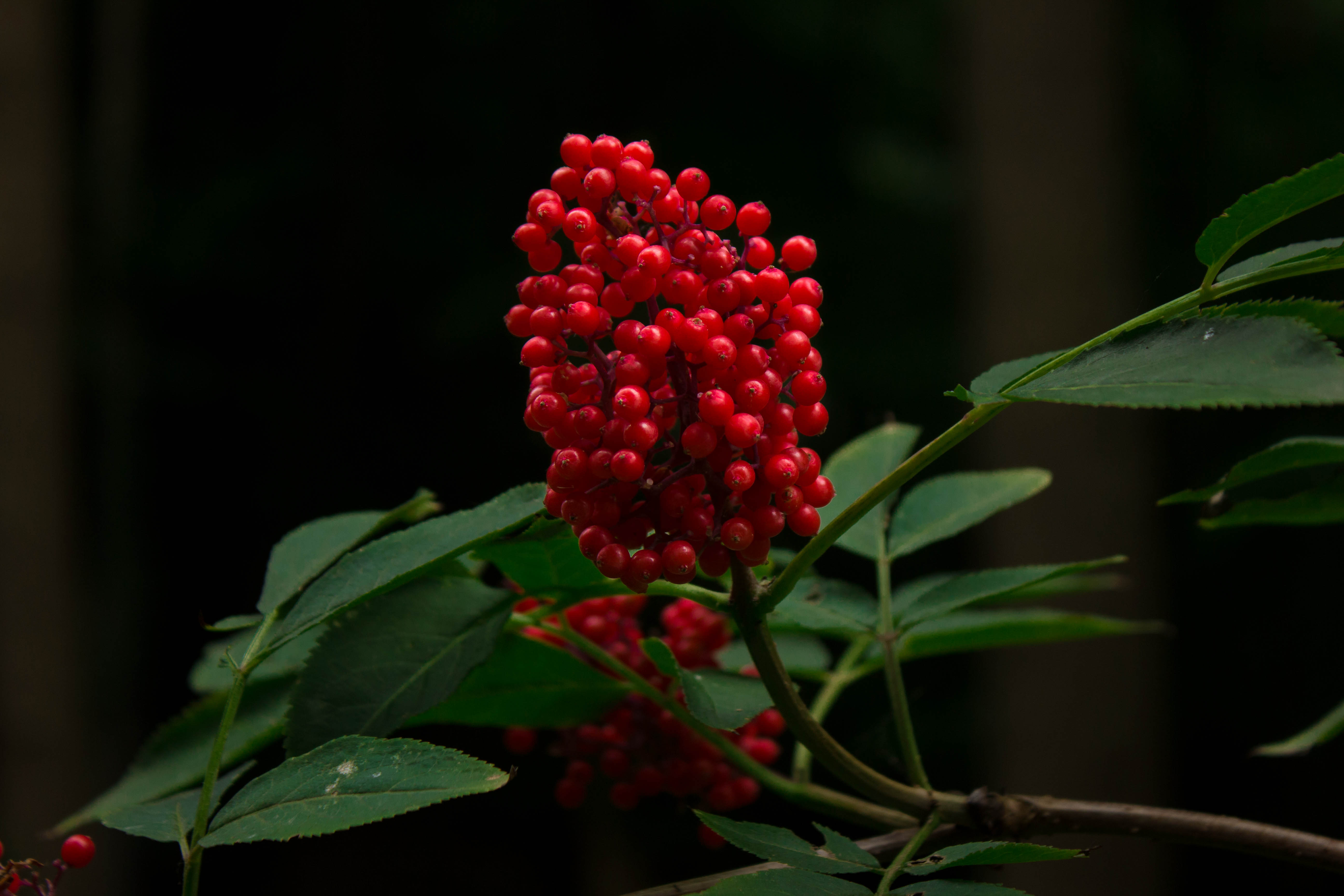 the-magical-berries-in-the-dutch-spring