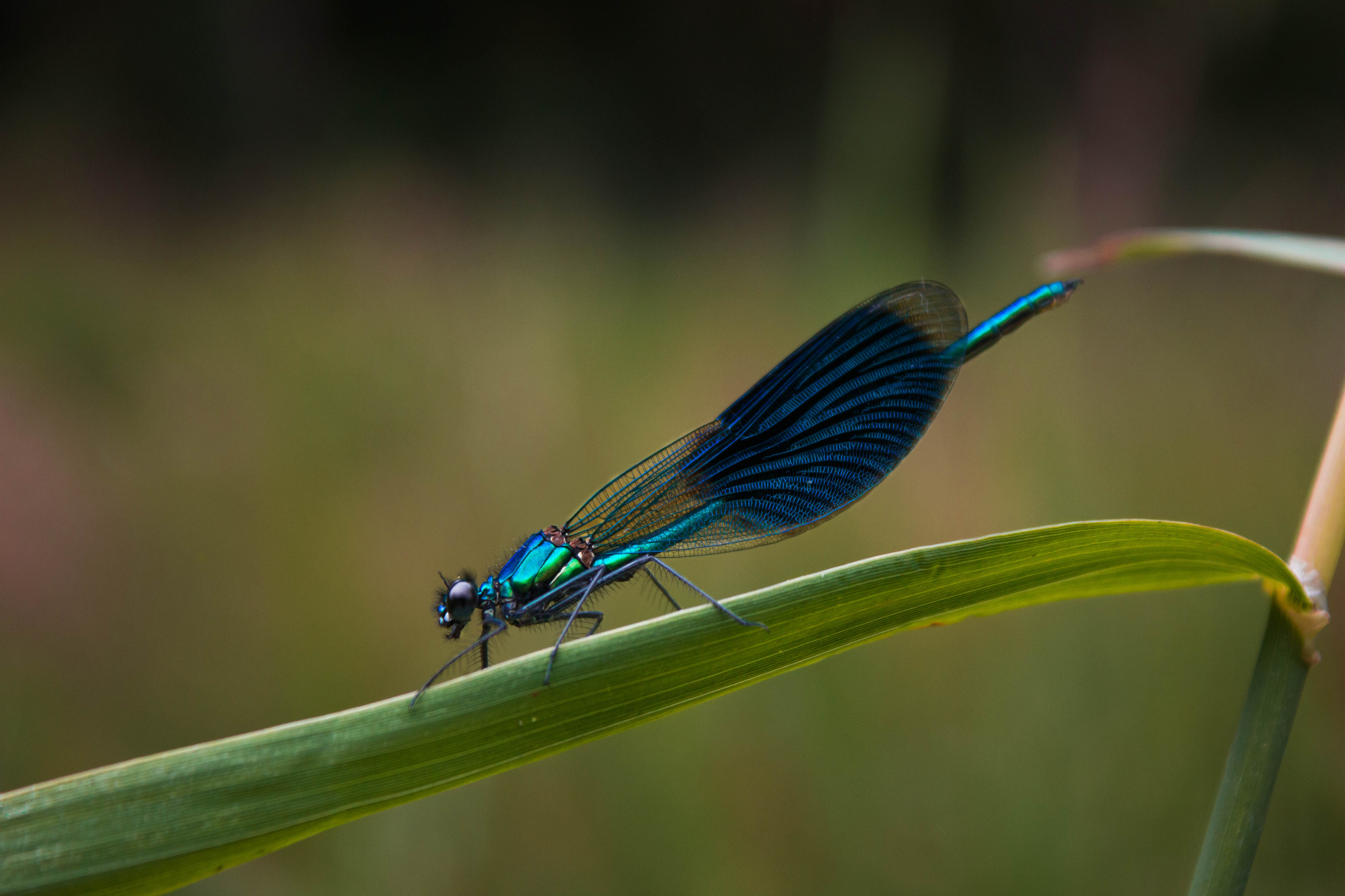 the-colorful-dragonfly