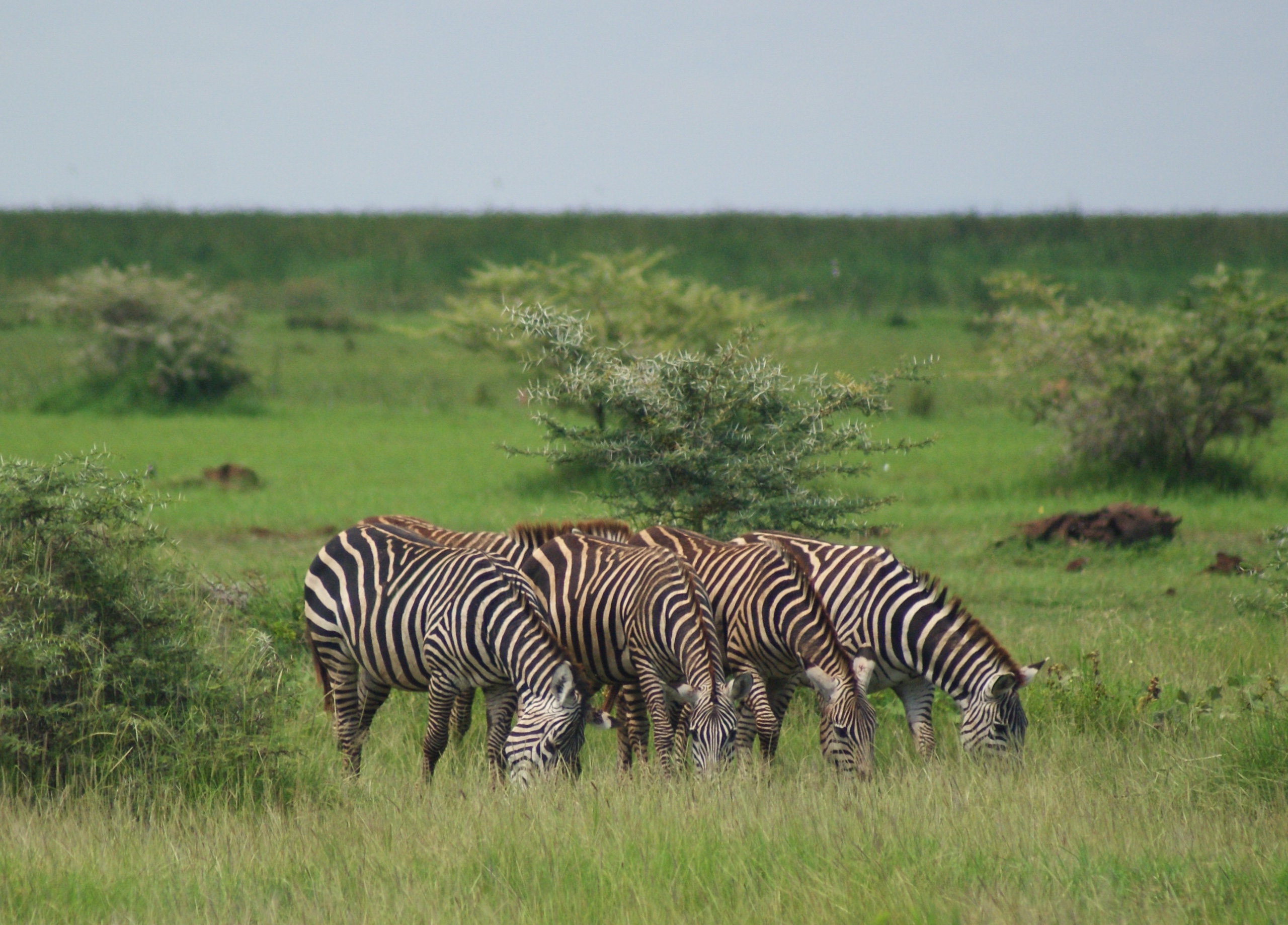 met-4-op-een-rij-heb-je-een-streepje-voor
