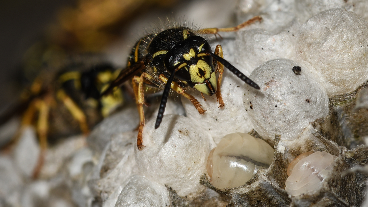 de-werkster-en-de-larven